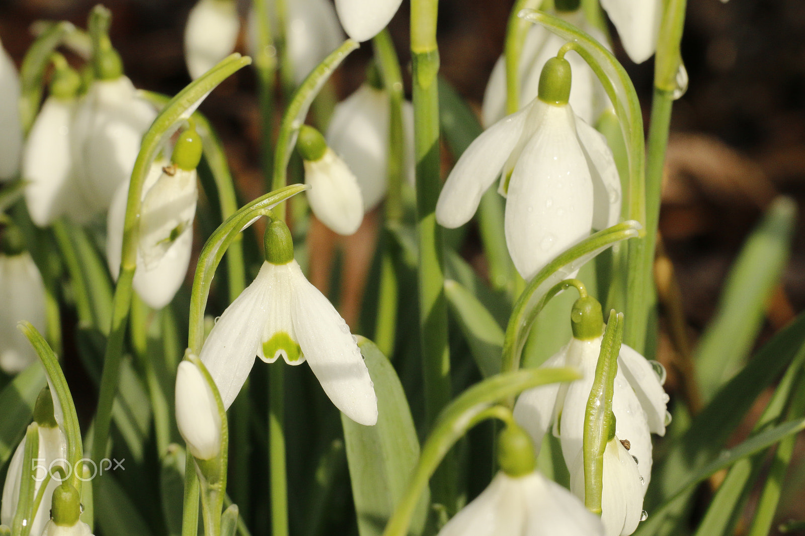 Sigma APO Macro 180mm F2.8 EX DG OS HSM sample photo. Snowdrops first spring flowers photography