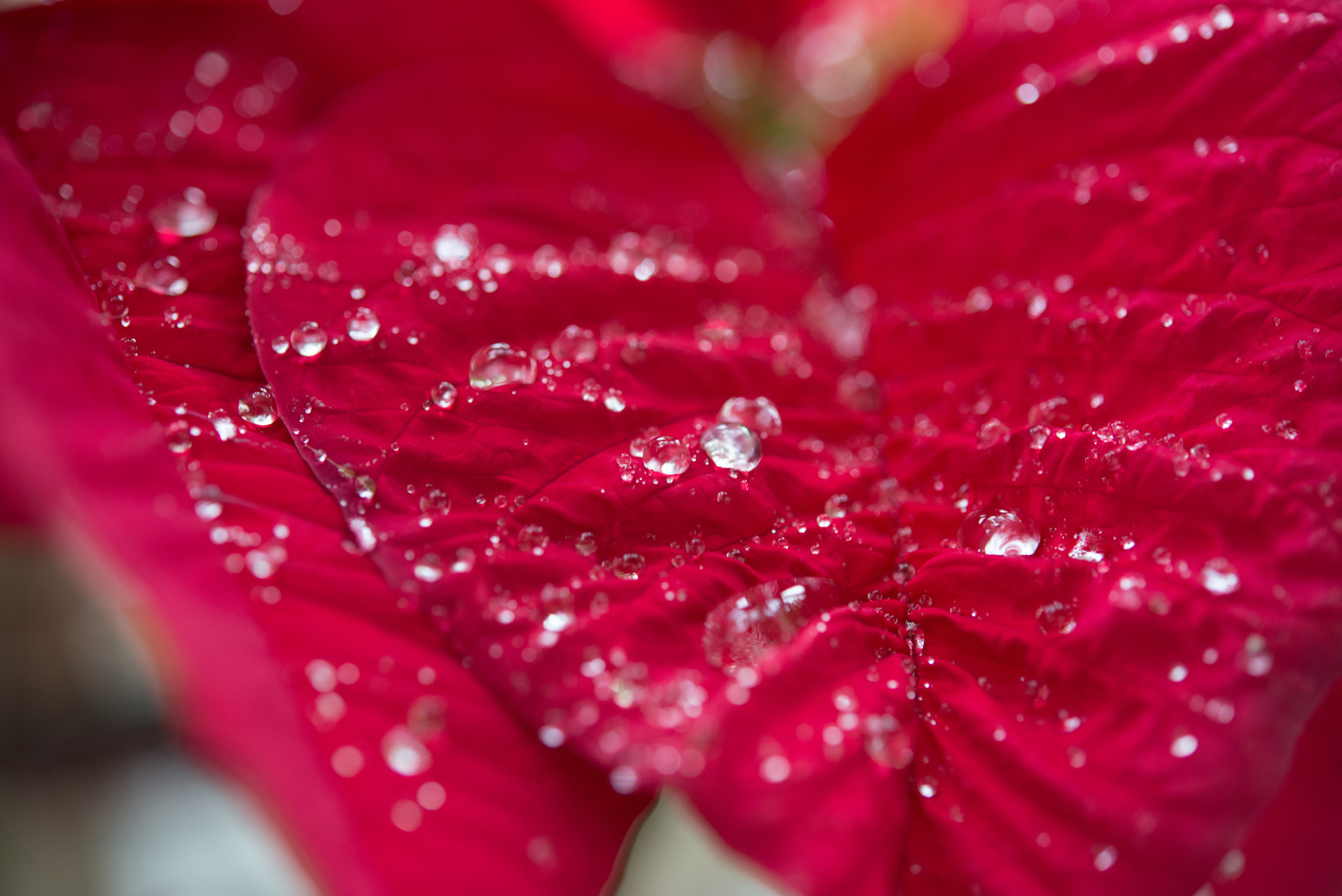 Nikon AF-S Micro-Nikkor 60mm F2.8G ED sample photo. Red photography