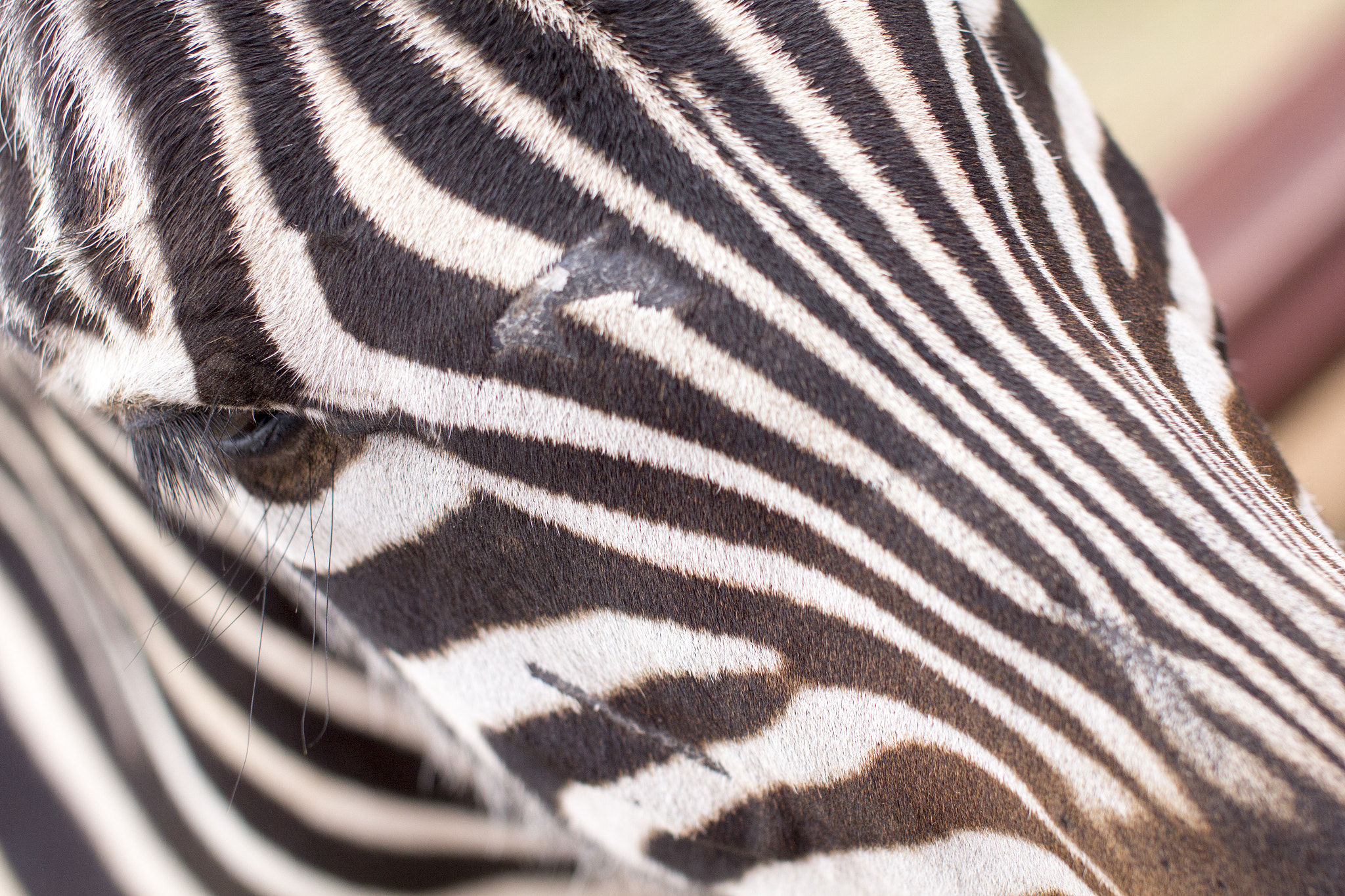 Sigma 50mm F1.4 EX DG HSM sample photo. Zebra photography
