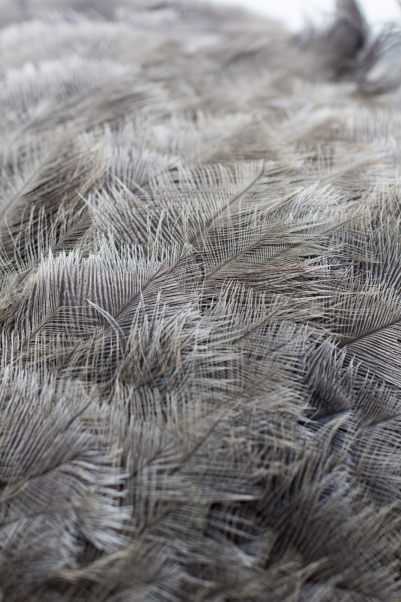 Sigma 50mm F1.4 EX DG HSM sample photo. Birds of a feather photography