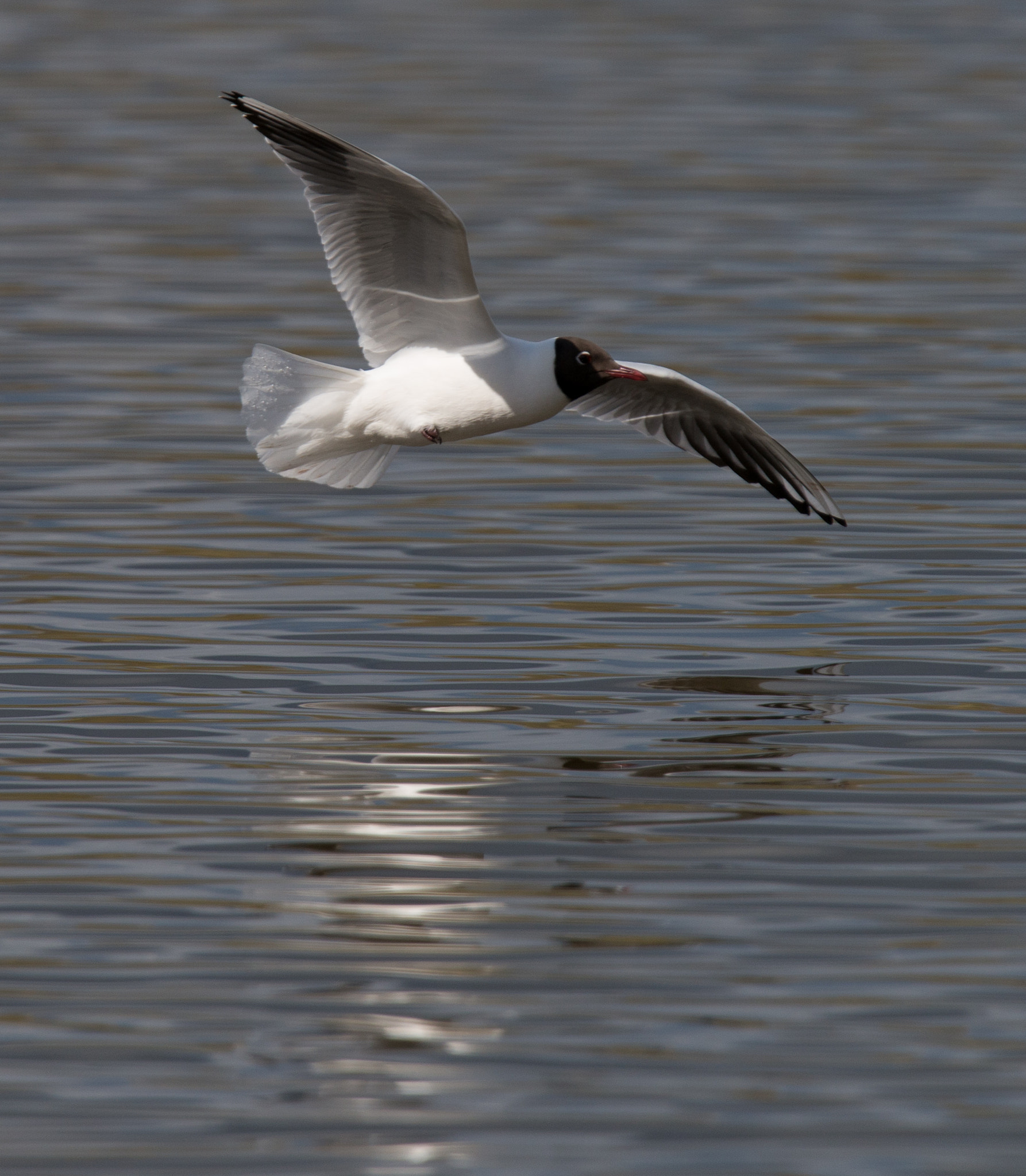 Nikon D800E sample photo. Gull photography