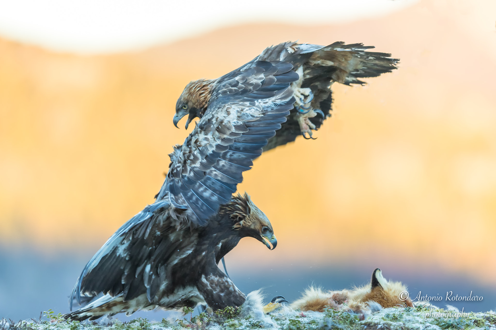 Canon EF 400mm F2.8L IS II USM sample photo. Aquila reale  photography