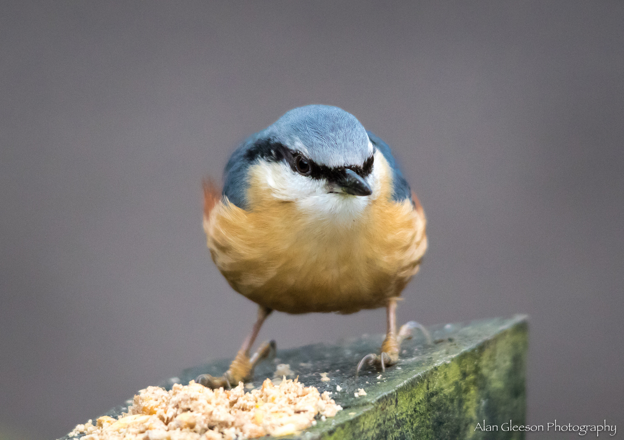 Sigma 150-500mm F5-6.3 DG OS HSM sample photo. Nuthatch photography
