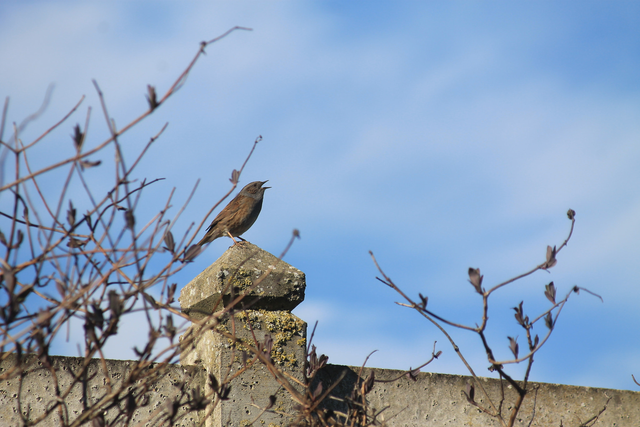 Canon EF 80-200mm F4.5-5.6 II sample photo. Singing photography