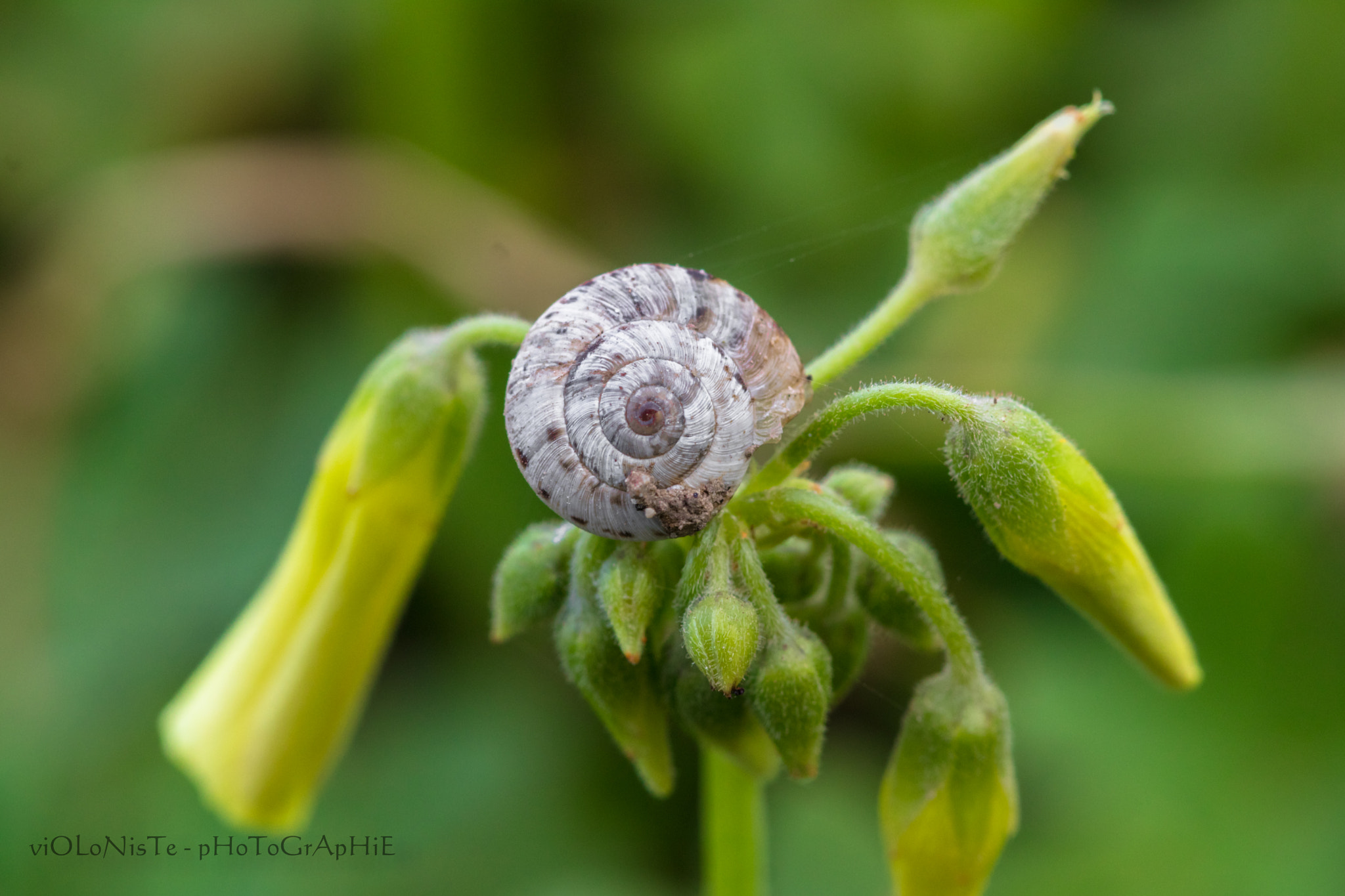 Canon EF 100mm F2.8 Macro USM sample photo. Mg photography
