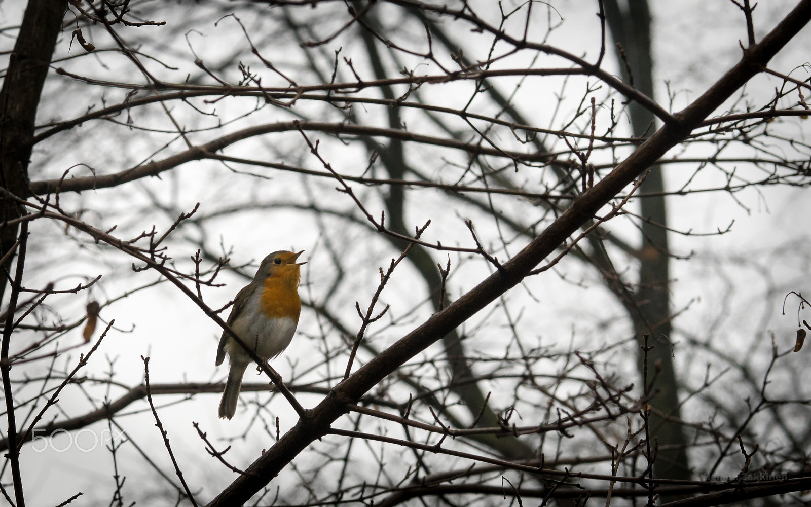 Panasonic Lumix DMC-GM1 + Sigma 60mm F2.8 DN Art sample photo. Singing in the rain photography