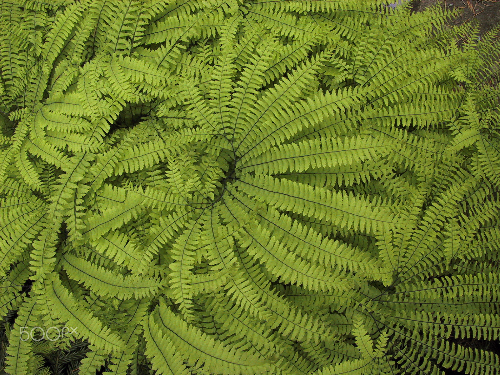 Canon POWERSHOT S20 sample photo. Beautiful group of light green ferns photography