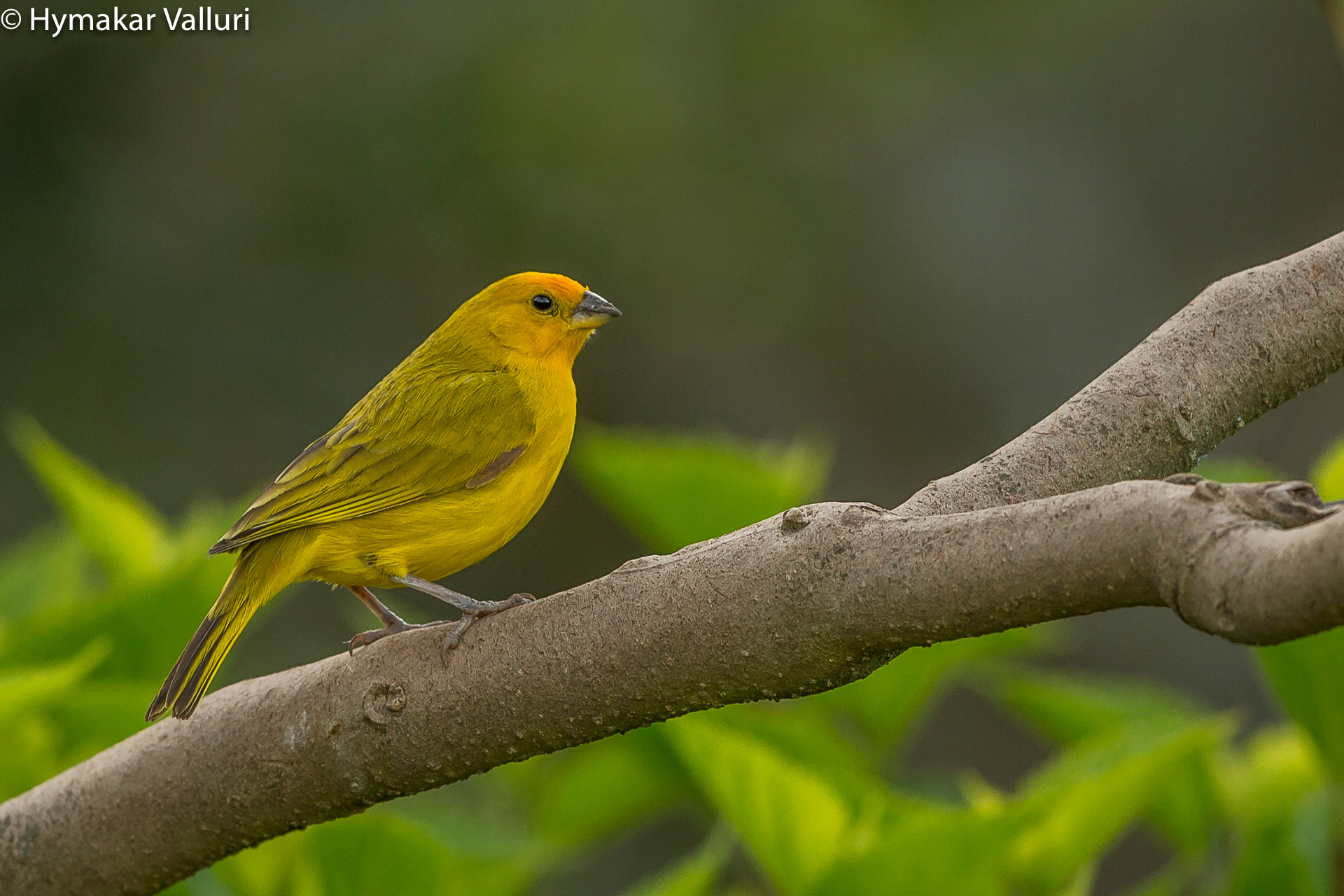 Canon EOS-1D X sample photo. Saffron finch photography