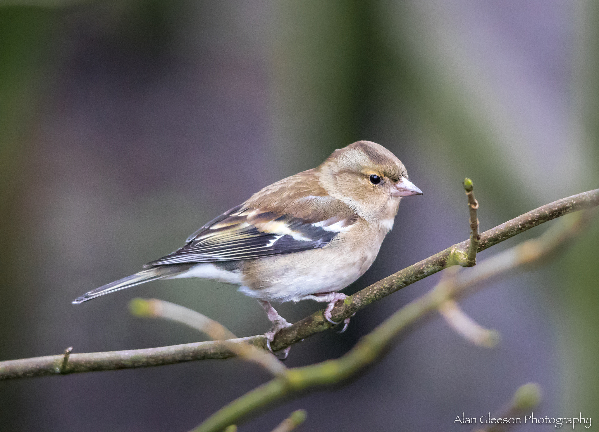 Sigma 150-500mm F5-6.3 DG OS HSM sample photo. Chaffinch photography