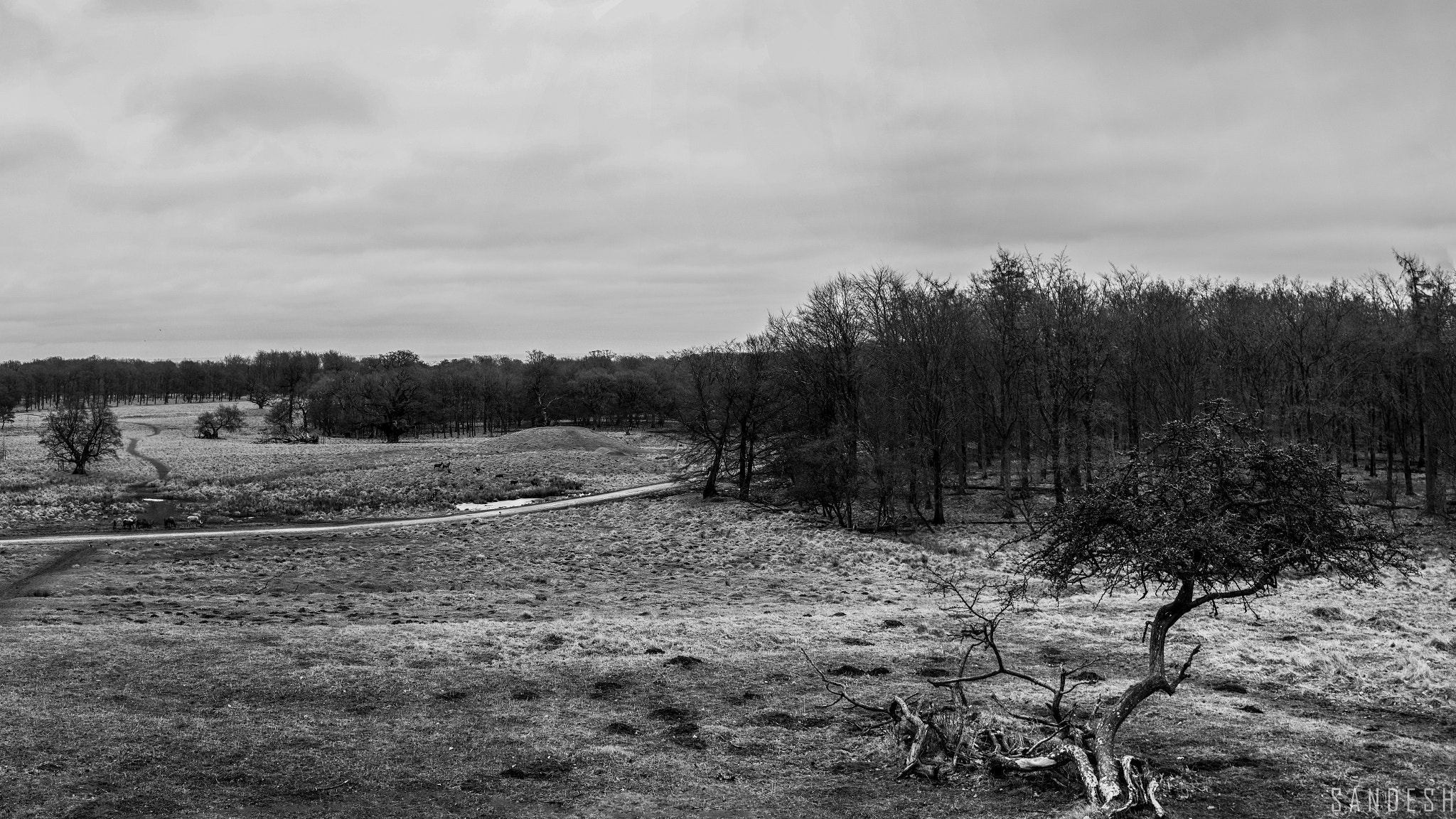 Sigma 30mm F1.4 EX DC HSM sample photo. Bnw flavour photography