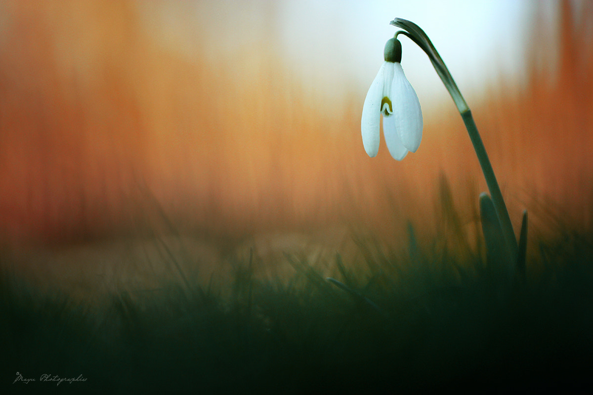 Canon EOS 550D (EOS Rebel T2i / EOS Kiss X4) + Tamron SP AF 90mm F2.8 Di Macro sample photo. Perce neige photography