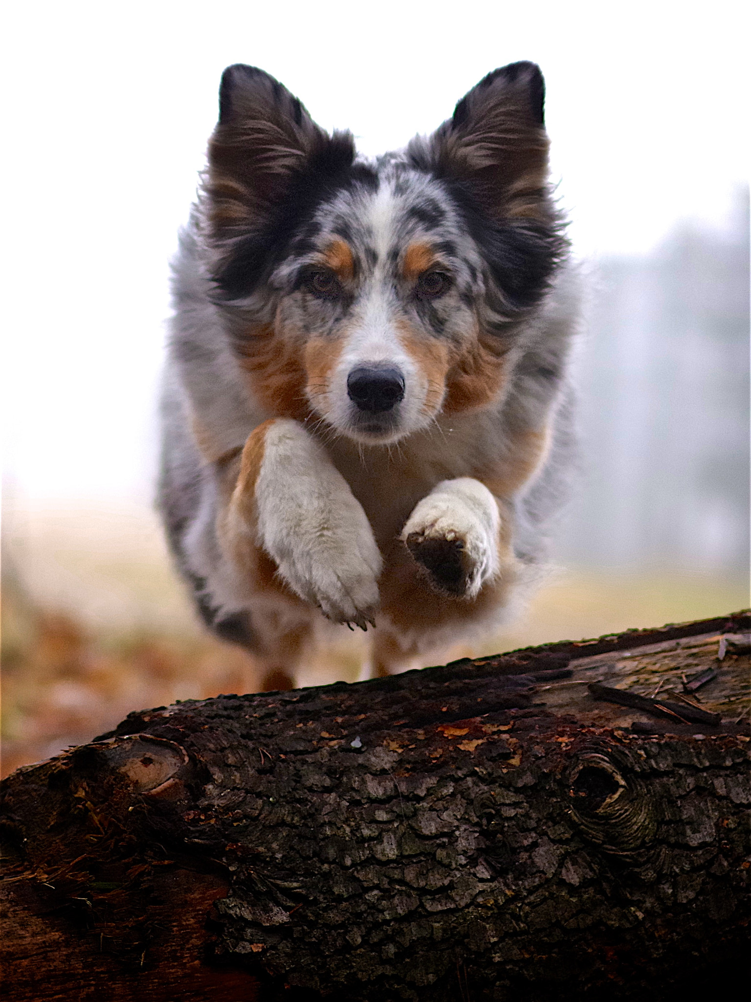 Pentax K-1 sample photo. Portrait-jump photography