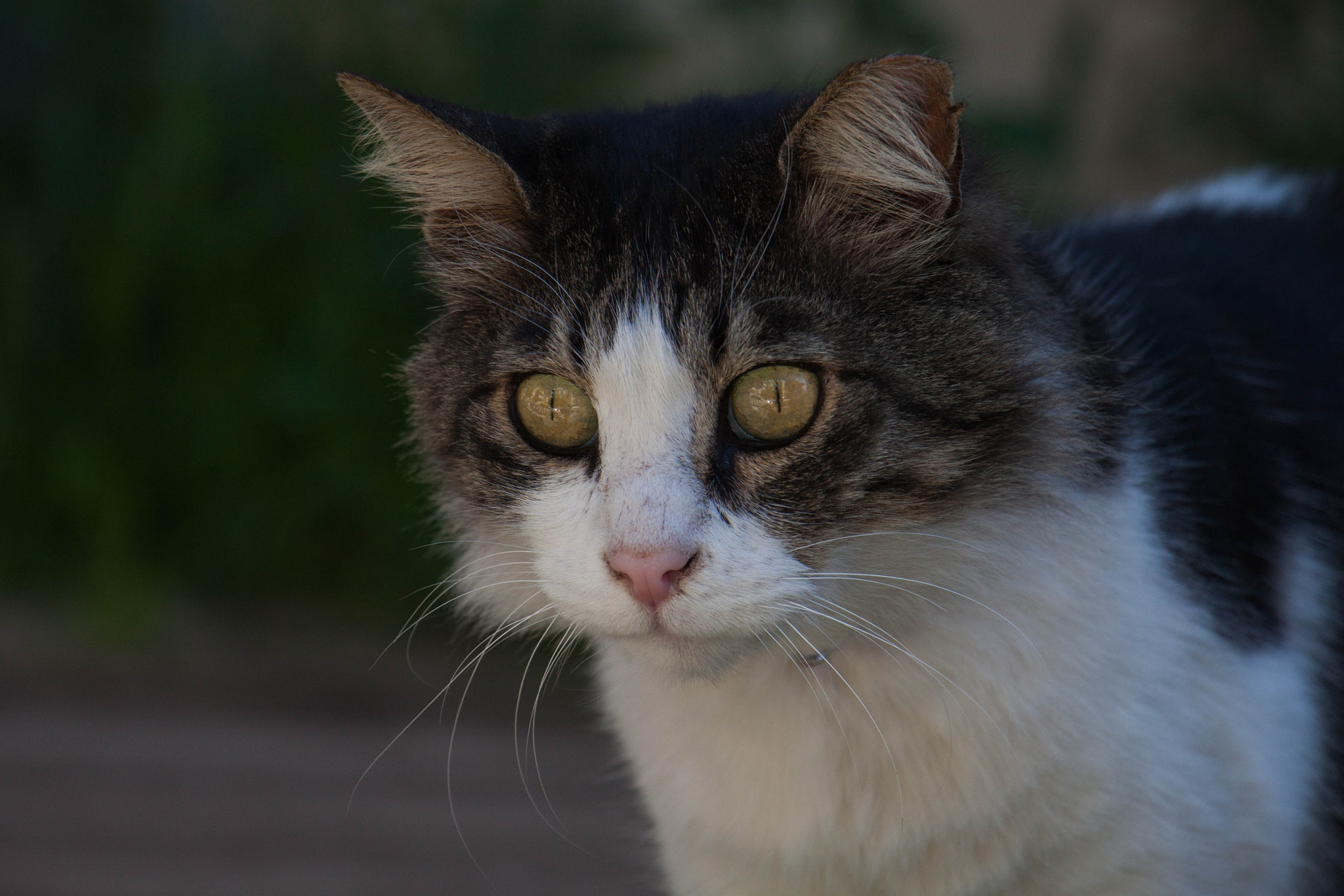 Canon EOS 500D (EOS Rebel T1i / EOS Kiss X3) sample photo. Eyes photography