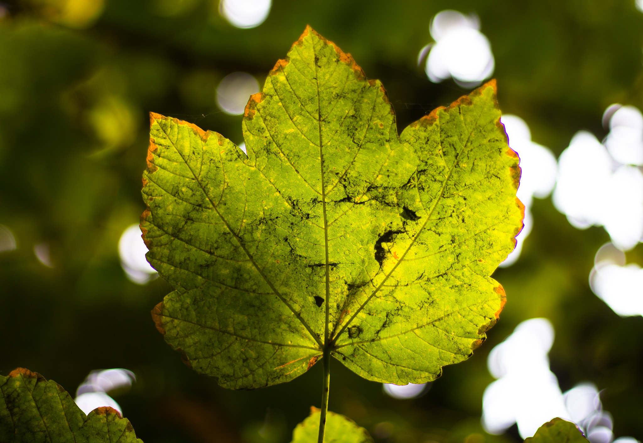 Canon EOS 650D (EOS Rebel T4i / EOS Kiss X6i) + Canon EF 50mm F1.8 STM sample photo. Leaf photography