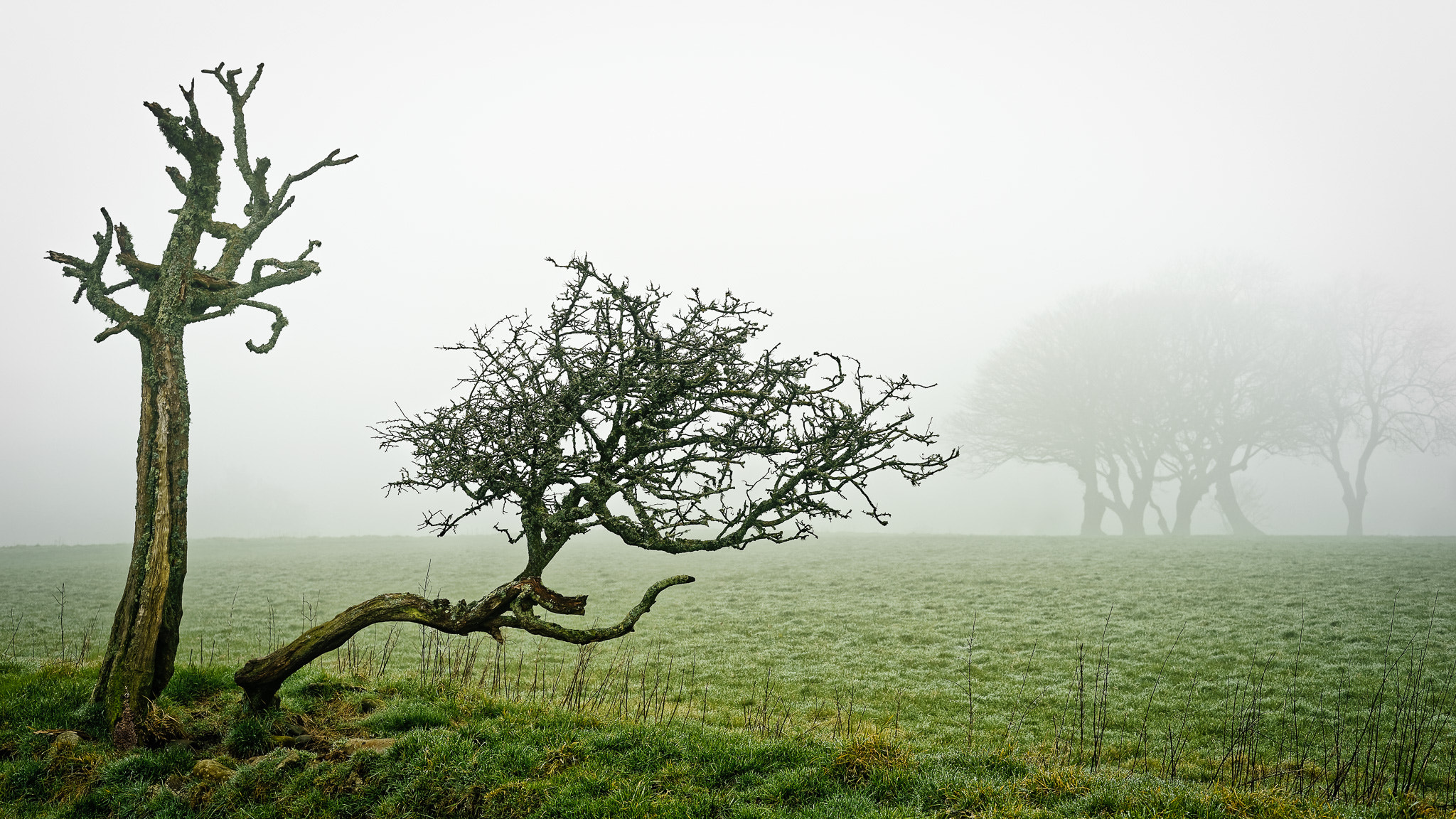 Sony a7 sample photo. Trees in fog near rhiwderin circular walk photography