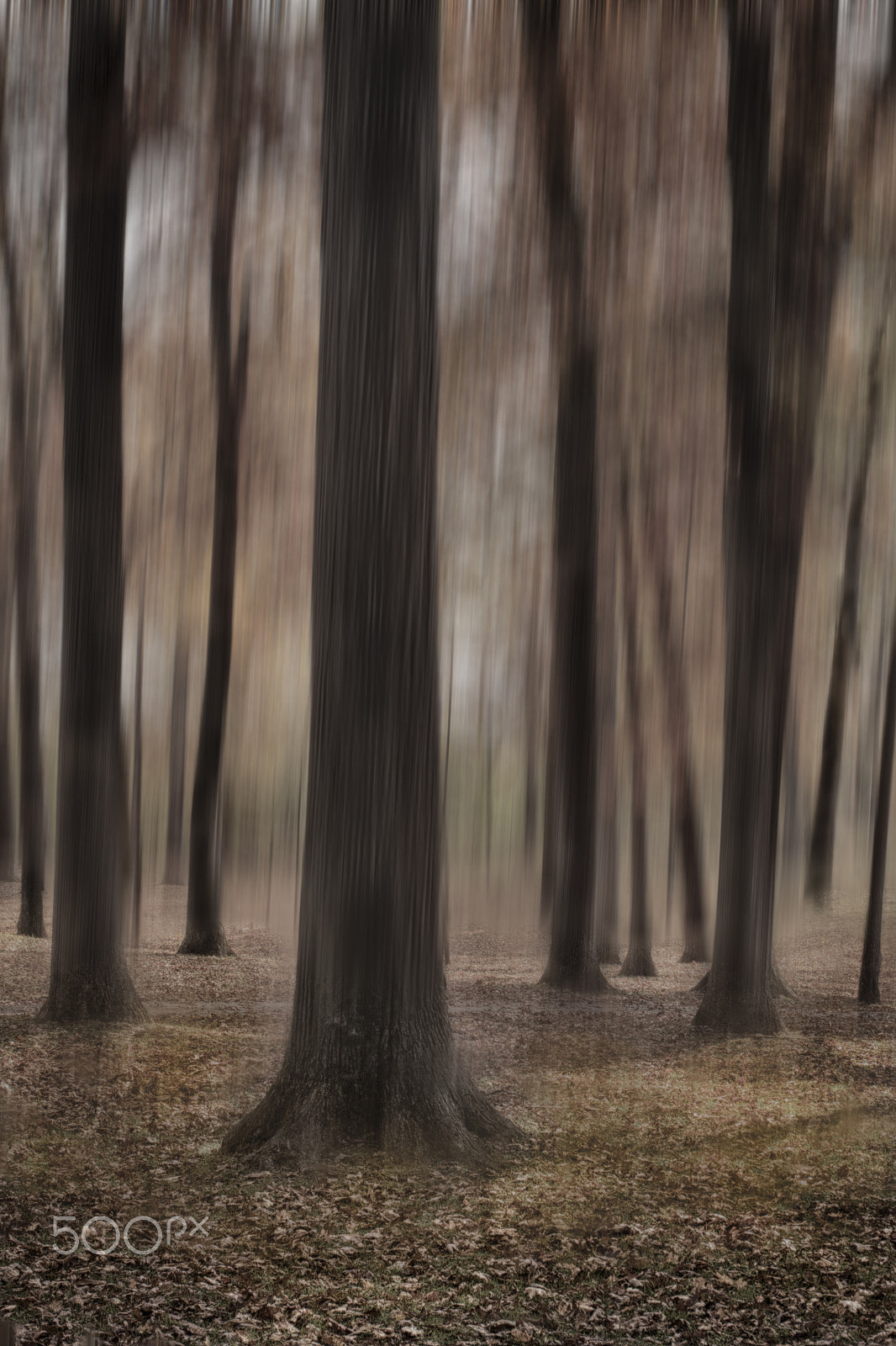 Canon EOS 50D + Canon EF 17-40mm F4L USM sample photo. Transforming forest photography