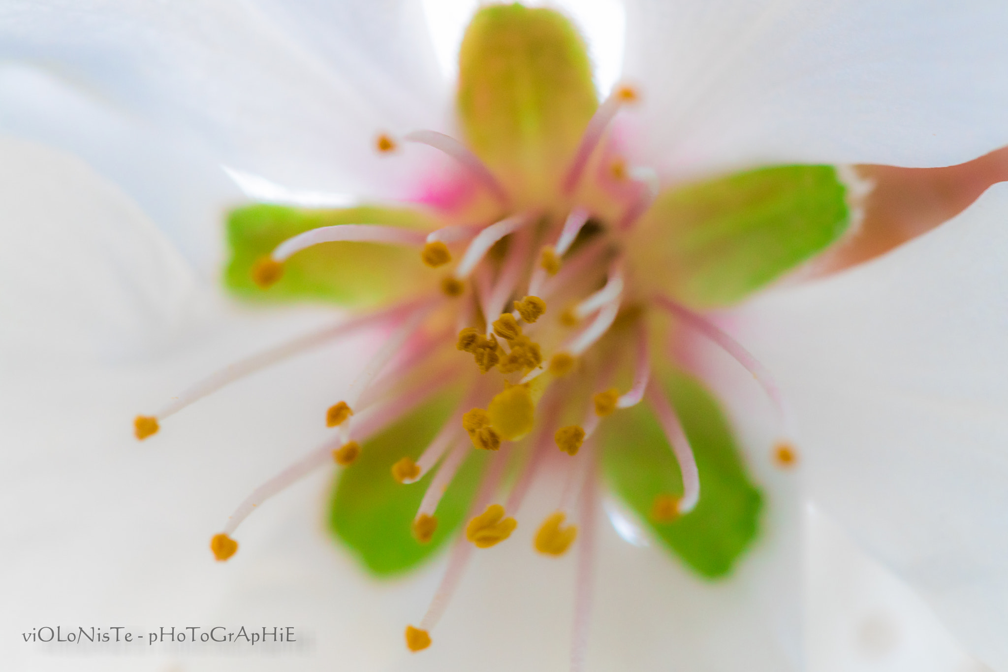 Canon EF 100mm F2.8 Macro USM sample photo. Mg photography