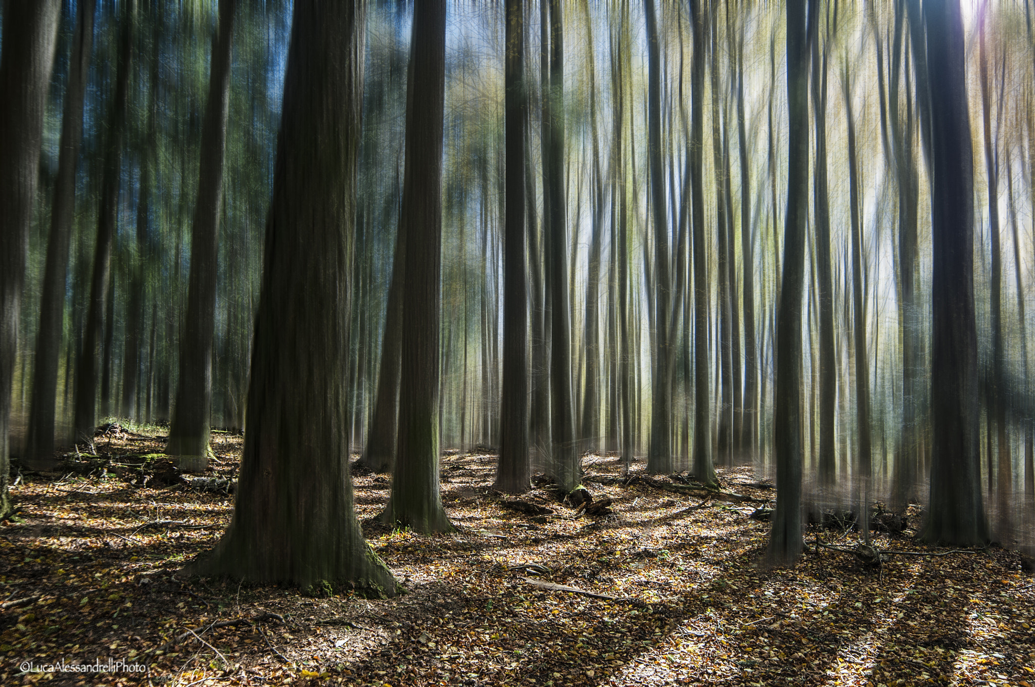 Samyang 14mm F2.8 ED AS IF UMC sample photo. Trees - casentino (italy) photography