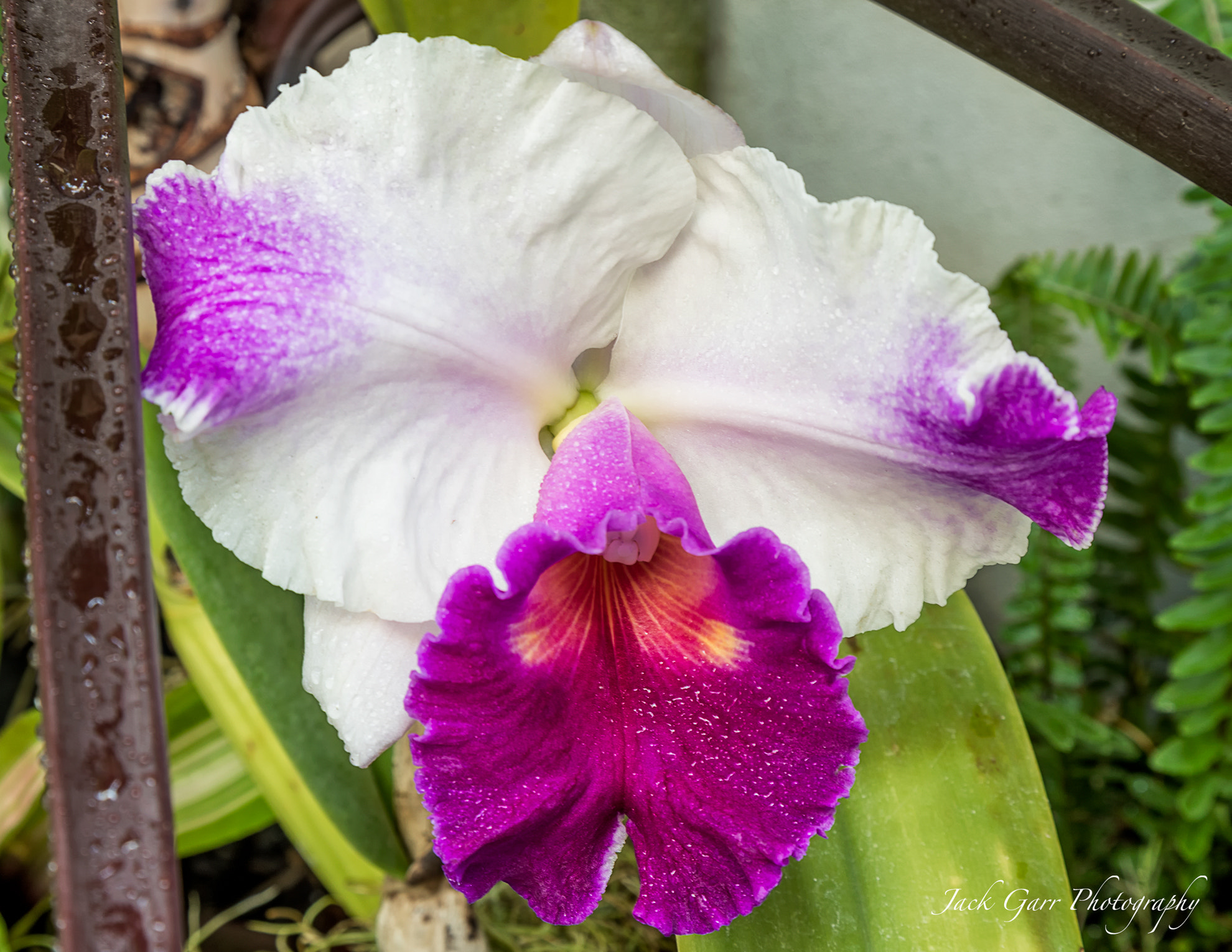 Canon EOS-1D X Mark II + Canon EF 24-105mm F4L IS USM sample photo. Orchid photography