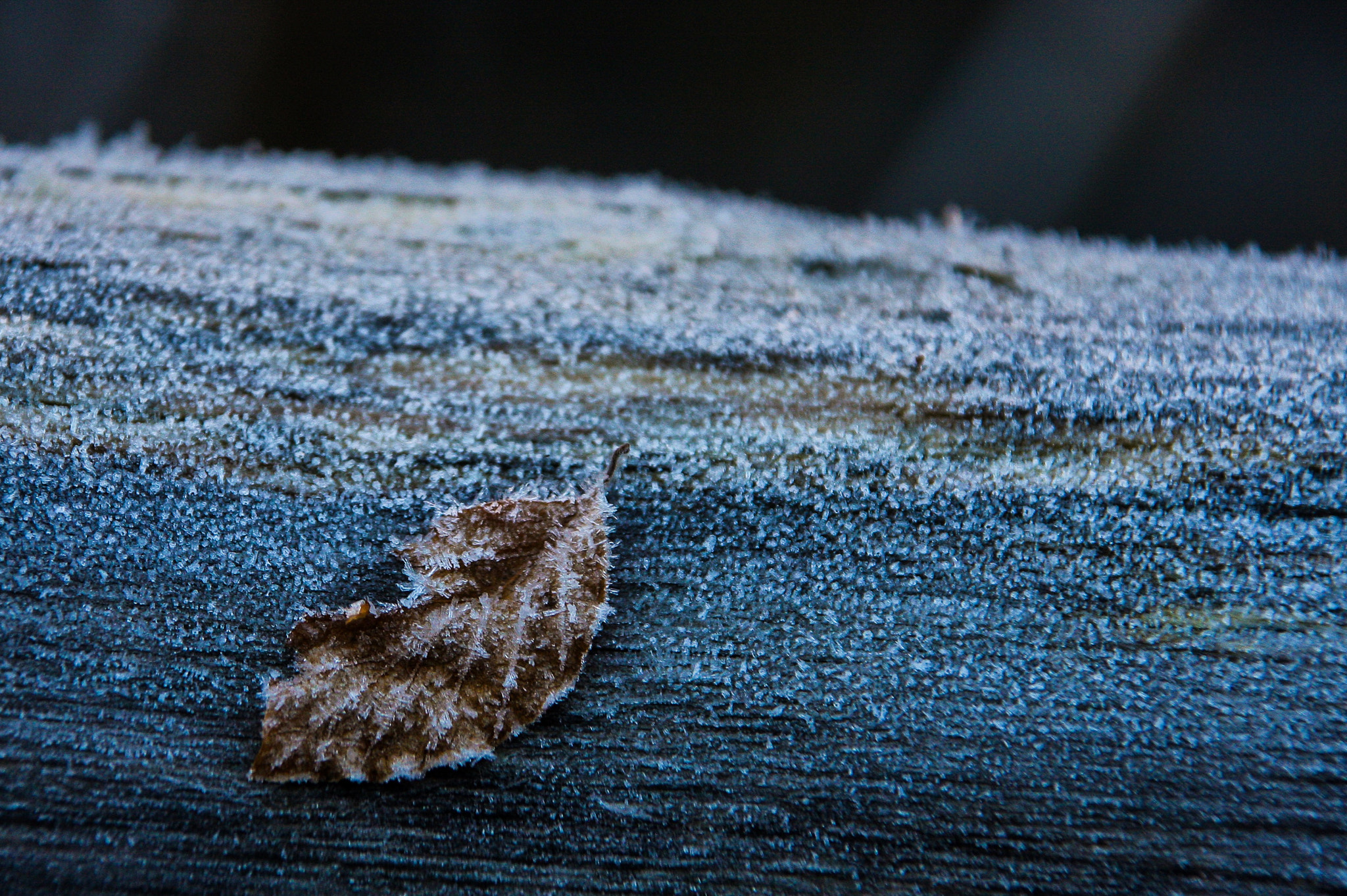 Canon EOS 40D sample photo. Leaf in the frost photography