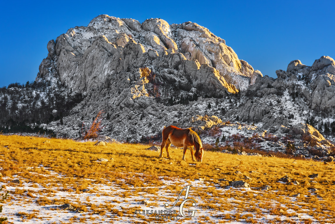 Nikon D800E sample photo. Golden times photography