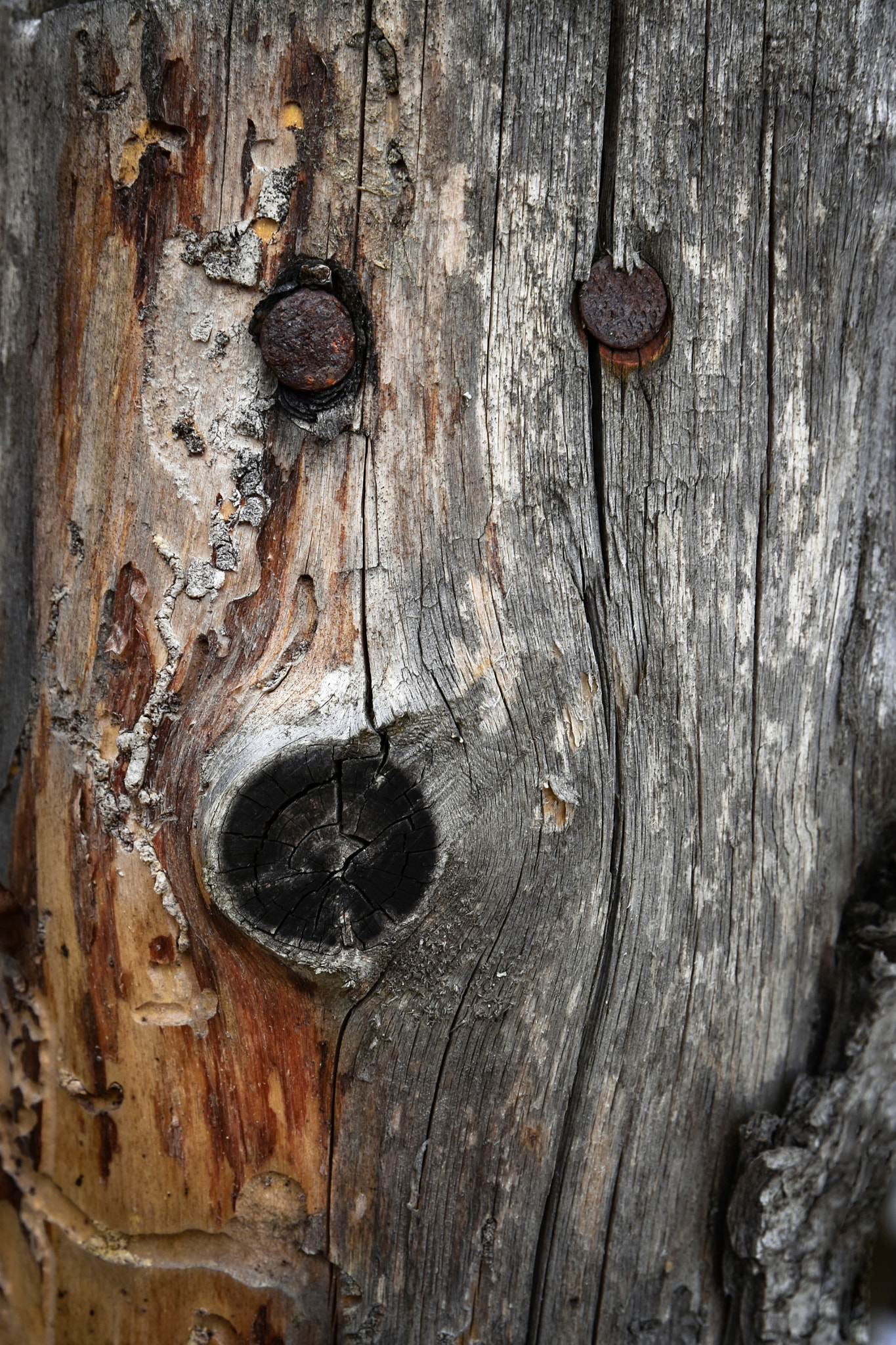 Nikon D5500 sample photo. Two rusty nails in old wood photography