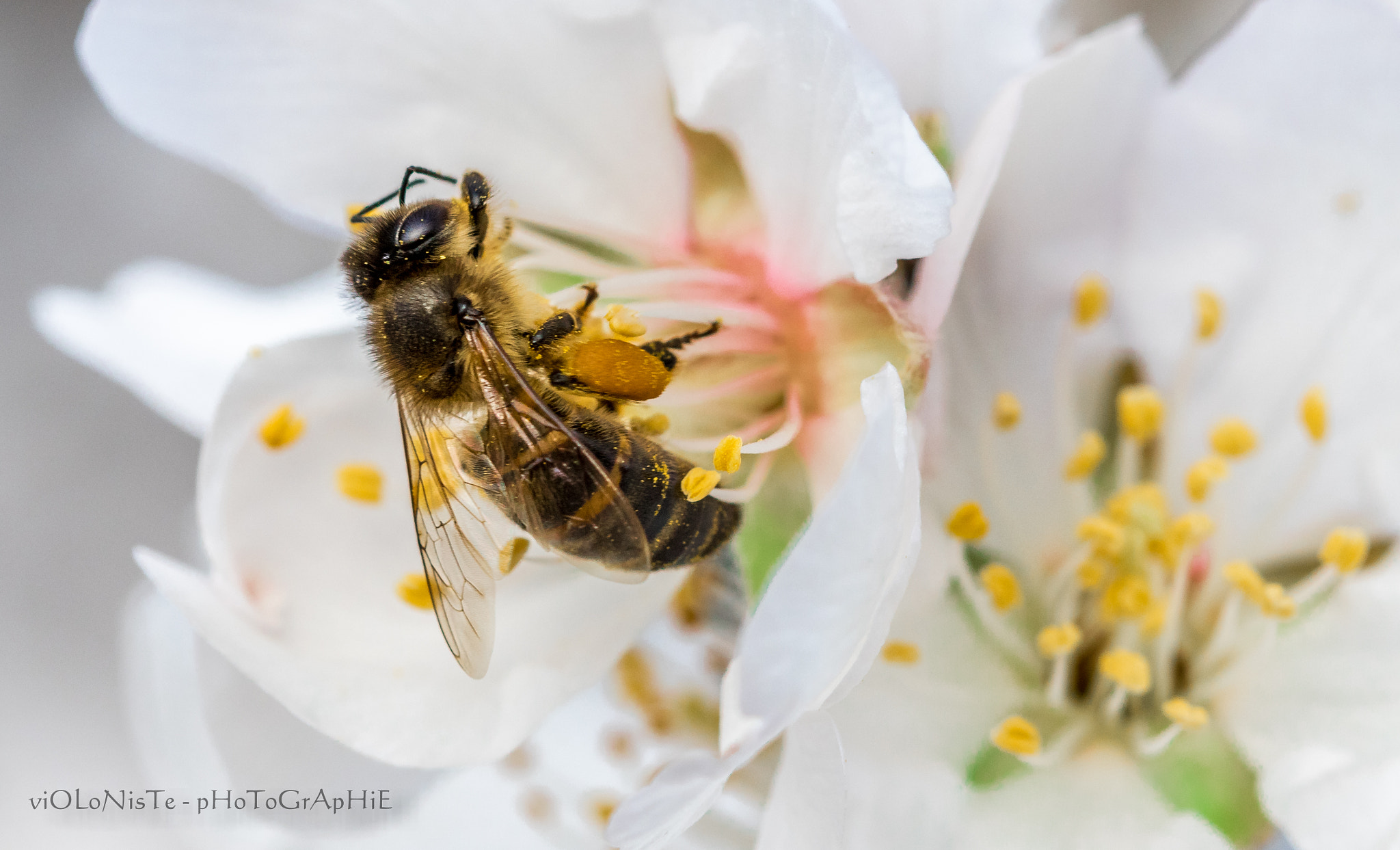 Canon EF 100mm F2.8 Macro USM sample photo. Mg photography