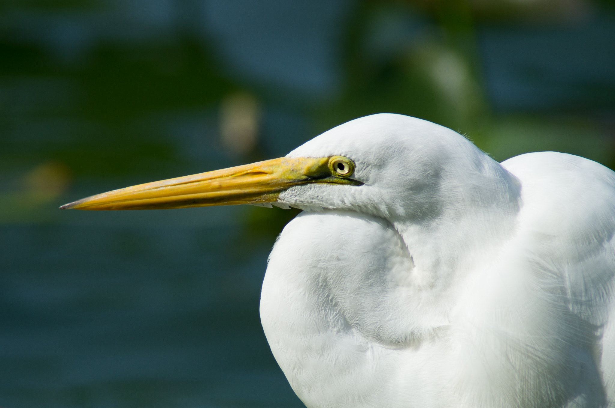 Tamron 200-400mm F5.6 LD sample photo. White egret in the marsh photography