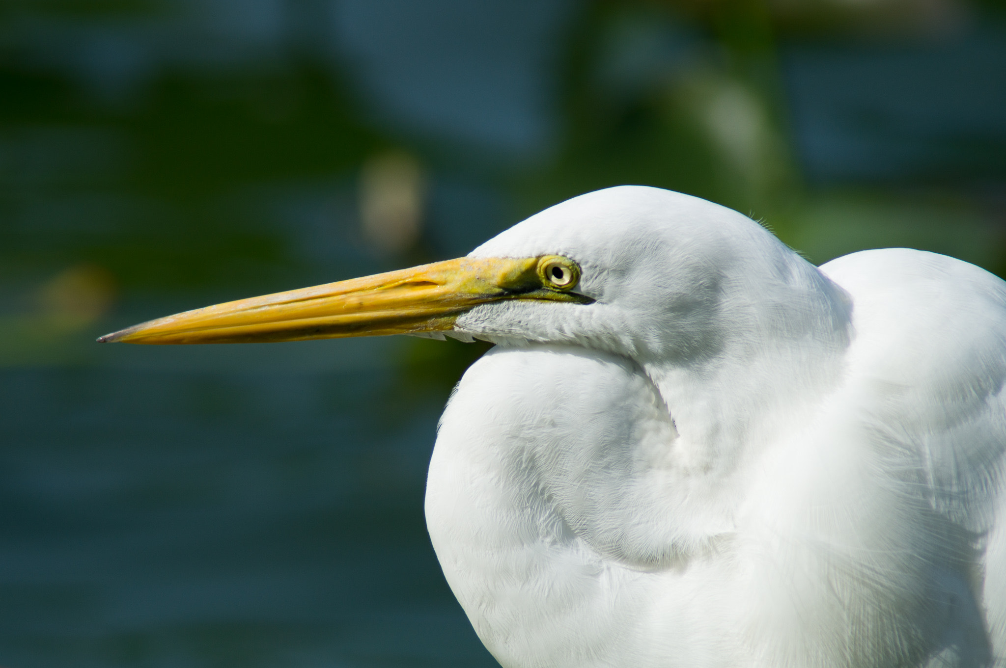 Sony SLT-A57 + Tamron 200-400mm F5.6 LD sample photo. White egret in the marsh photography