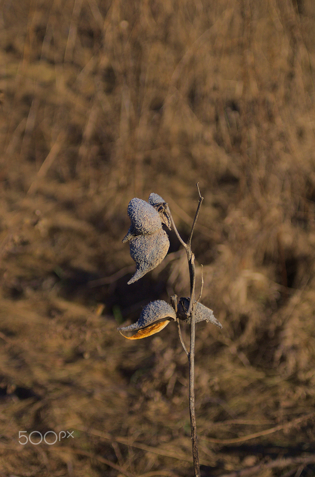 AF Zoom-Nikkor 35-70mm f/3.3-4.5 sample photo. Wilted one photography