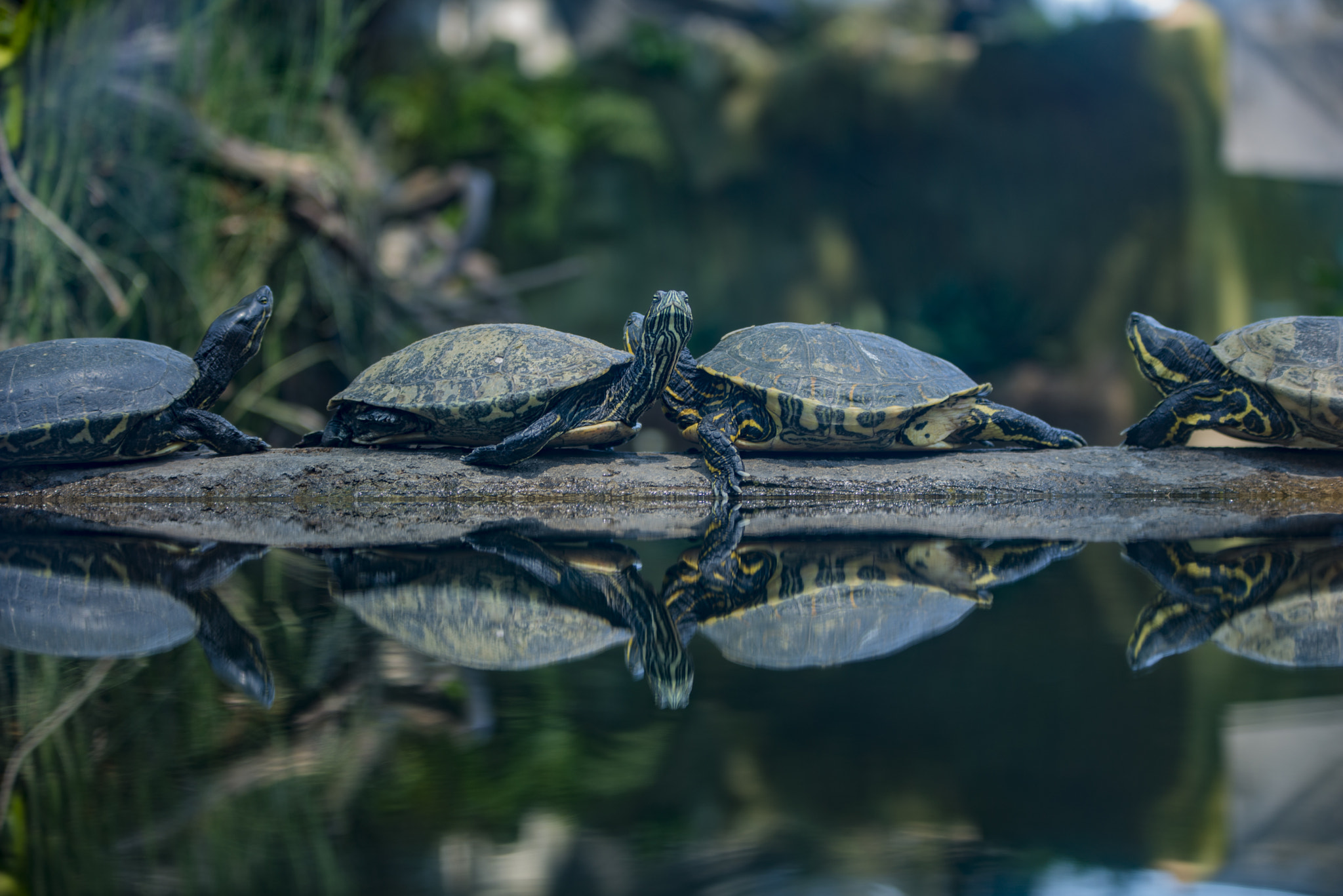 Nikon D610 + Sigma 70-200mm F2.8 EX DG OS HSM sample photo. Tortugas tomando un poco de sol photography