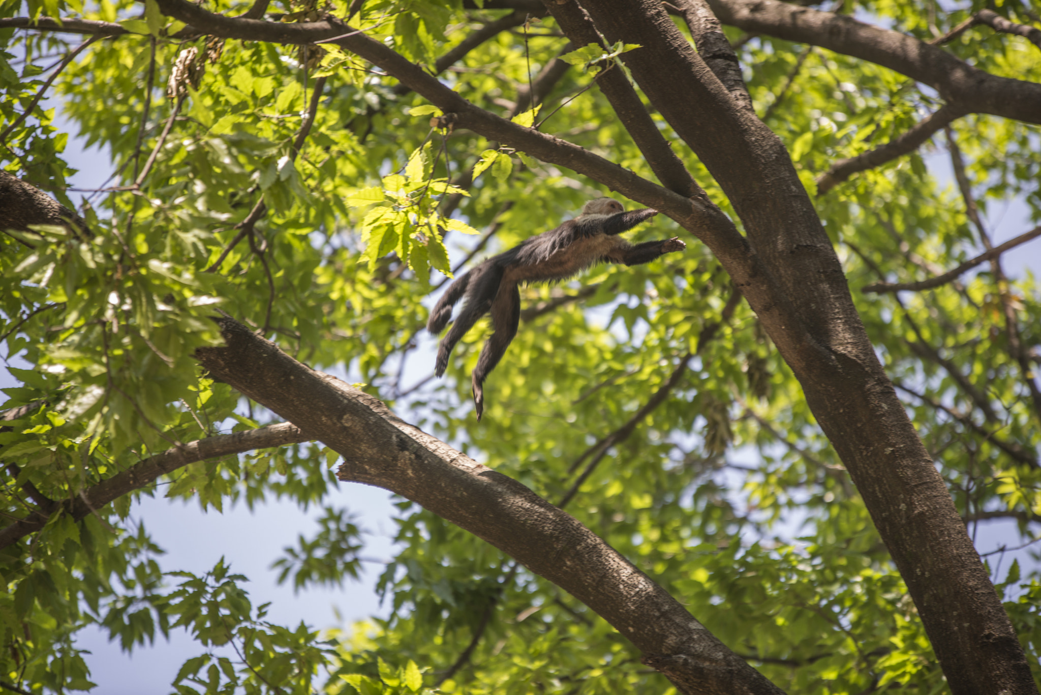 Nikon D610 sample photo. Mono capuchino salta sobre unas ramas photography
