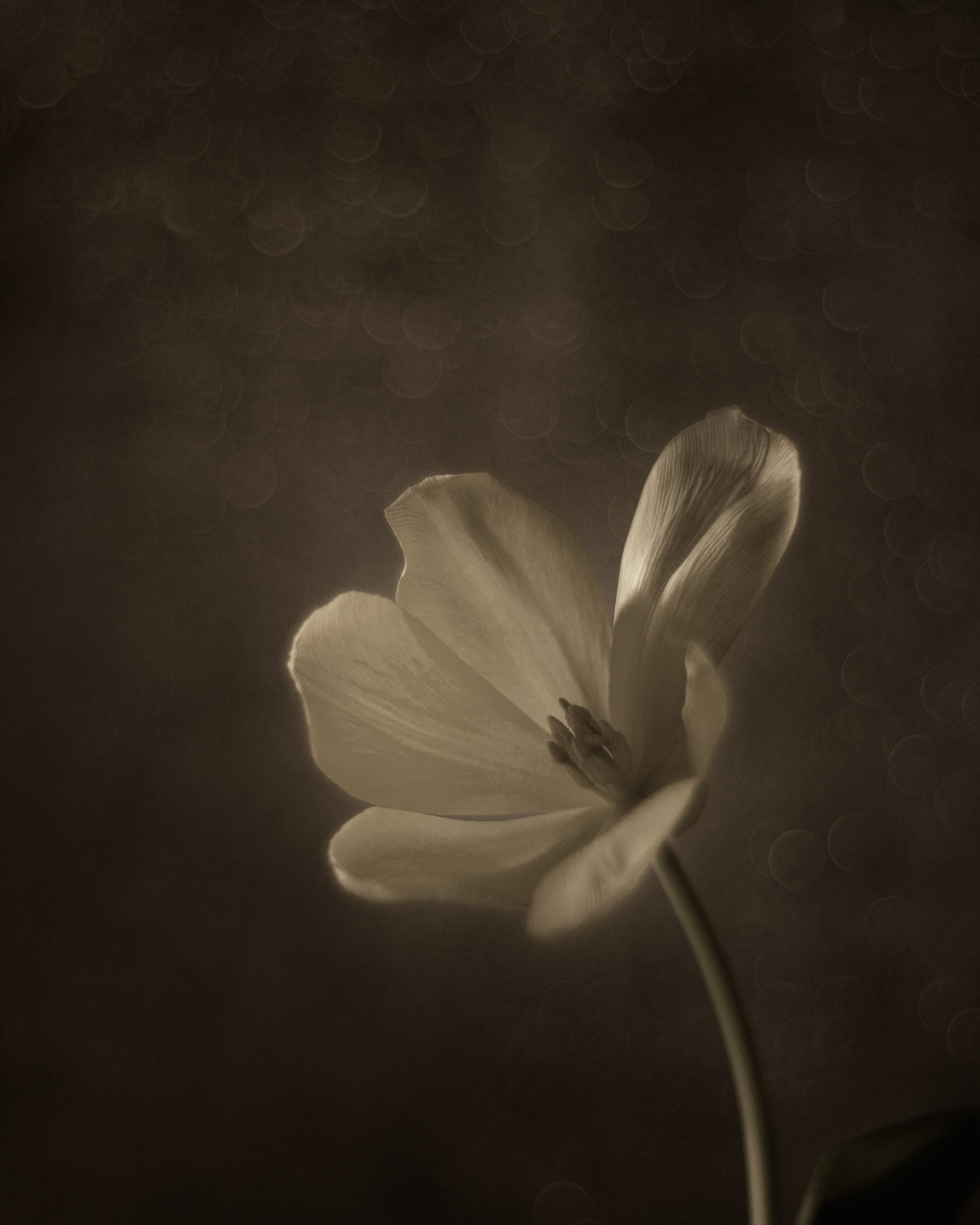 Canon EF 35-80mm f/4-5.6 sample photo. Bailarina iii photography