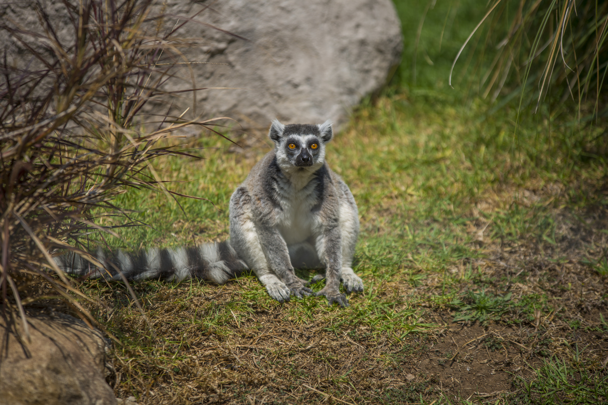 Nikon D610 + Sigma 70-200mm F2.8 EX DG OS HSM sample photo. Lemur de cola anillada photography