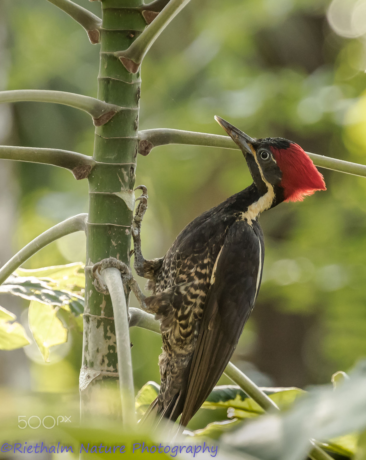 Canon EF 70-200mm F4L USM sample photo. Lineated woodpecker / gestreepte helmspecht photography