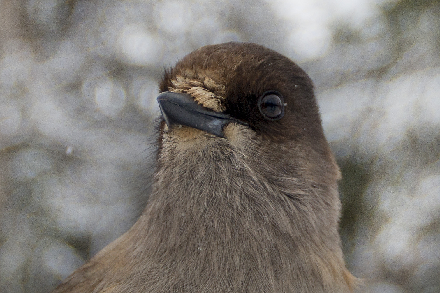 Nikon D800 sample photo. Jay close-up photography