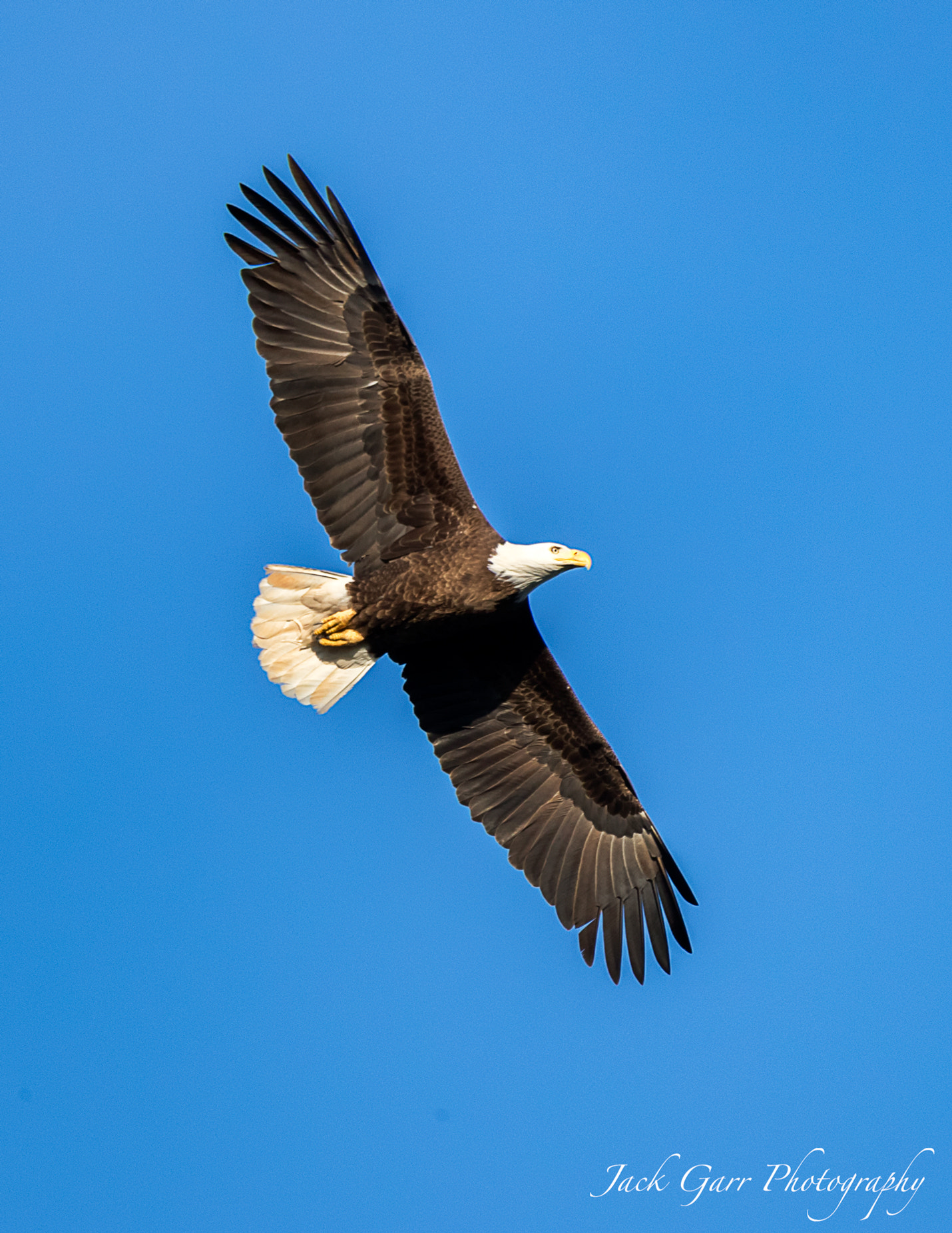 150-600mm F5-6.3 DG OS HSM | Sports 014 sample photo. Bald eagle soaring high over the lake photography