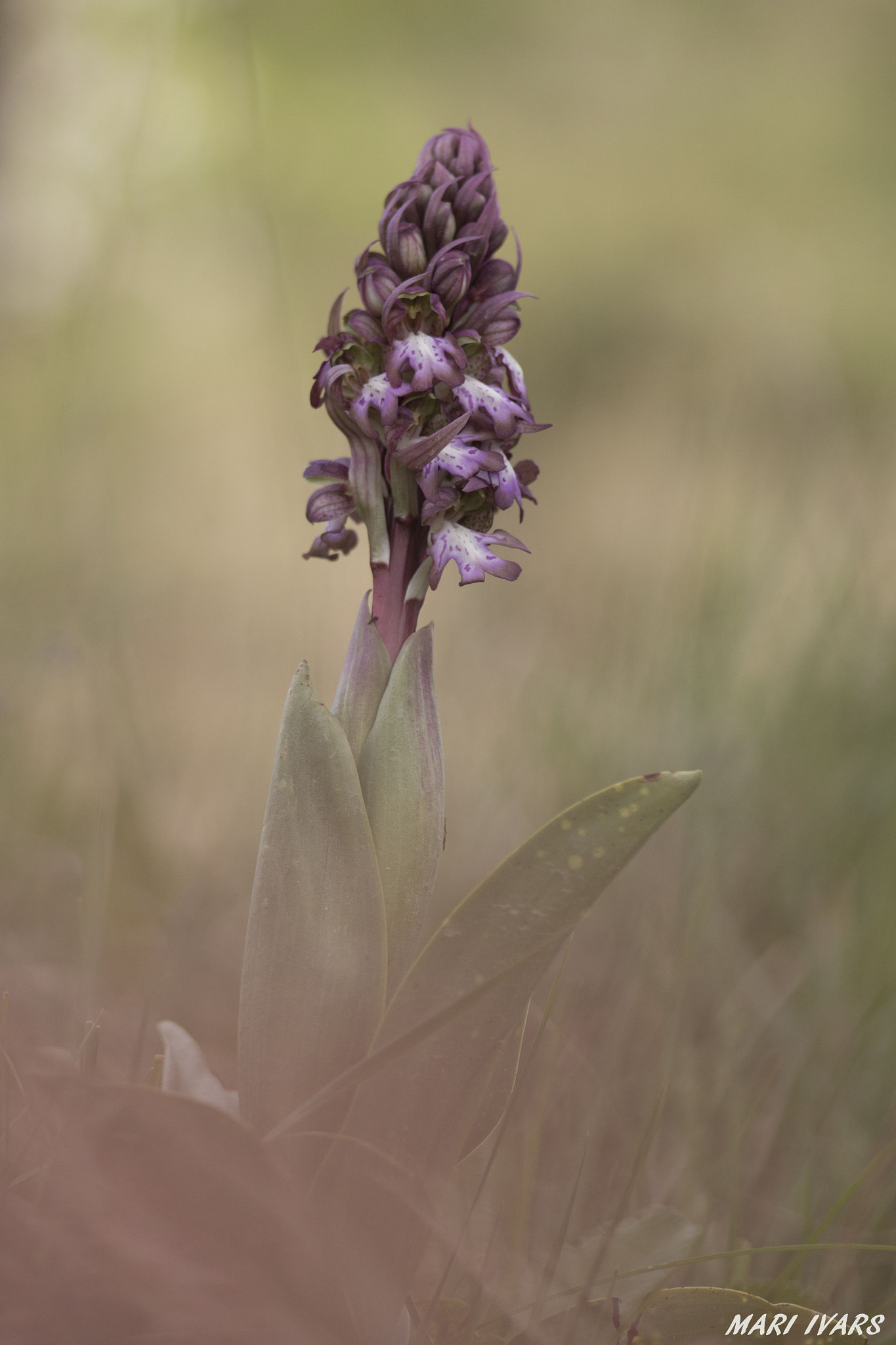 Sigma 105mm F2.8 EX DG Macro sample photo. Barlia photography