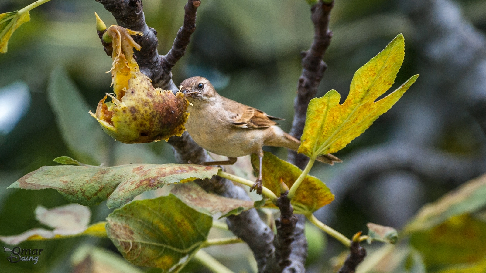 Pentax K10D sample photo. Akgerdanlı ötleğen - common whitethroat photography