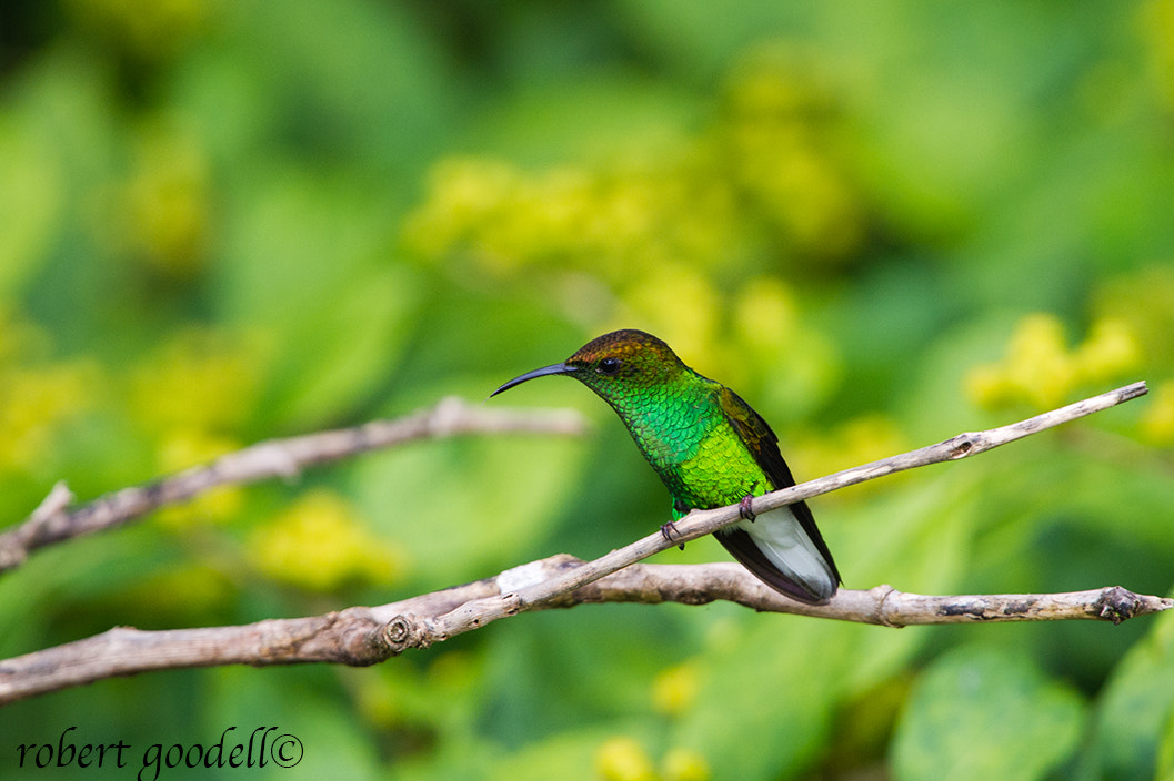 Nikon D3S + Nikon AF-S Nikkor 500mm F4G ED VR sample photo. Coppery-headed emerald hummingbird photography