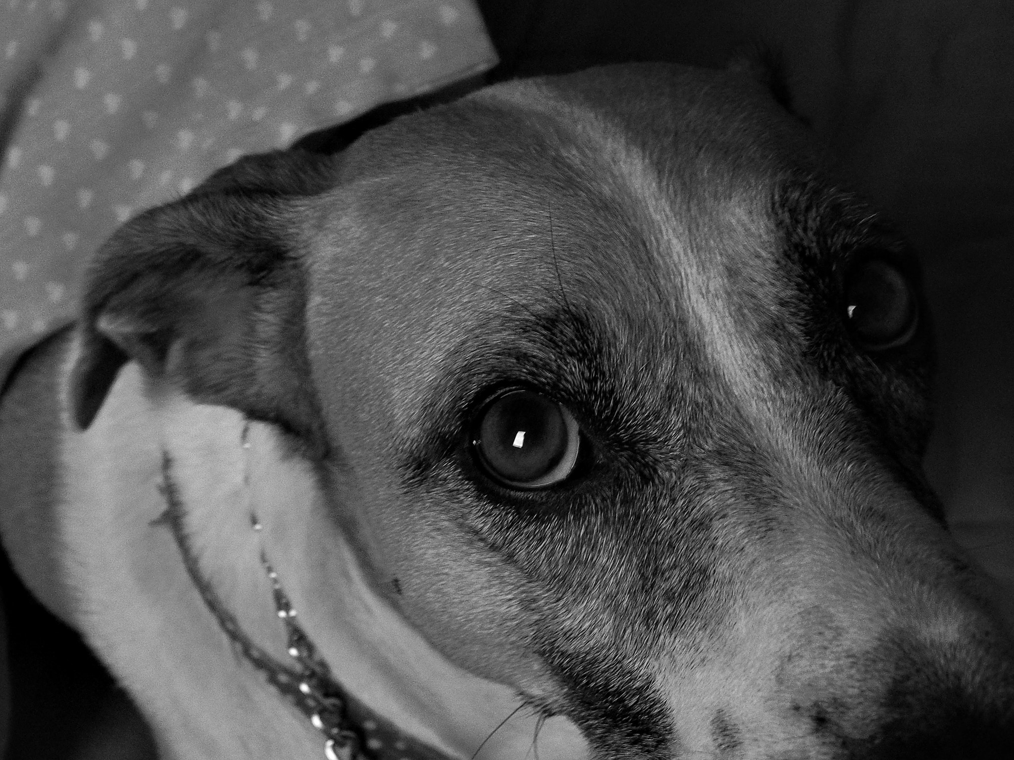 Olympus OM-D E-M5 sample photo. Piaf, olhar pra não esquecer photography