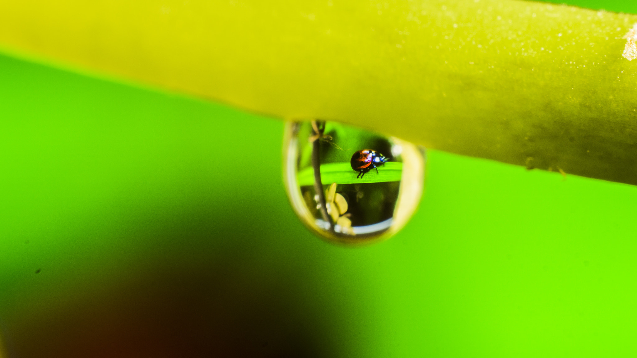Canon EF 35-80mm f/4-5.6 sample photo. Ladybug photography