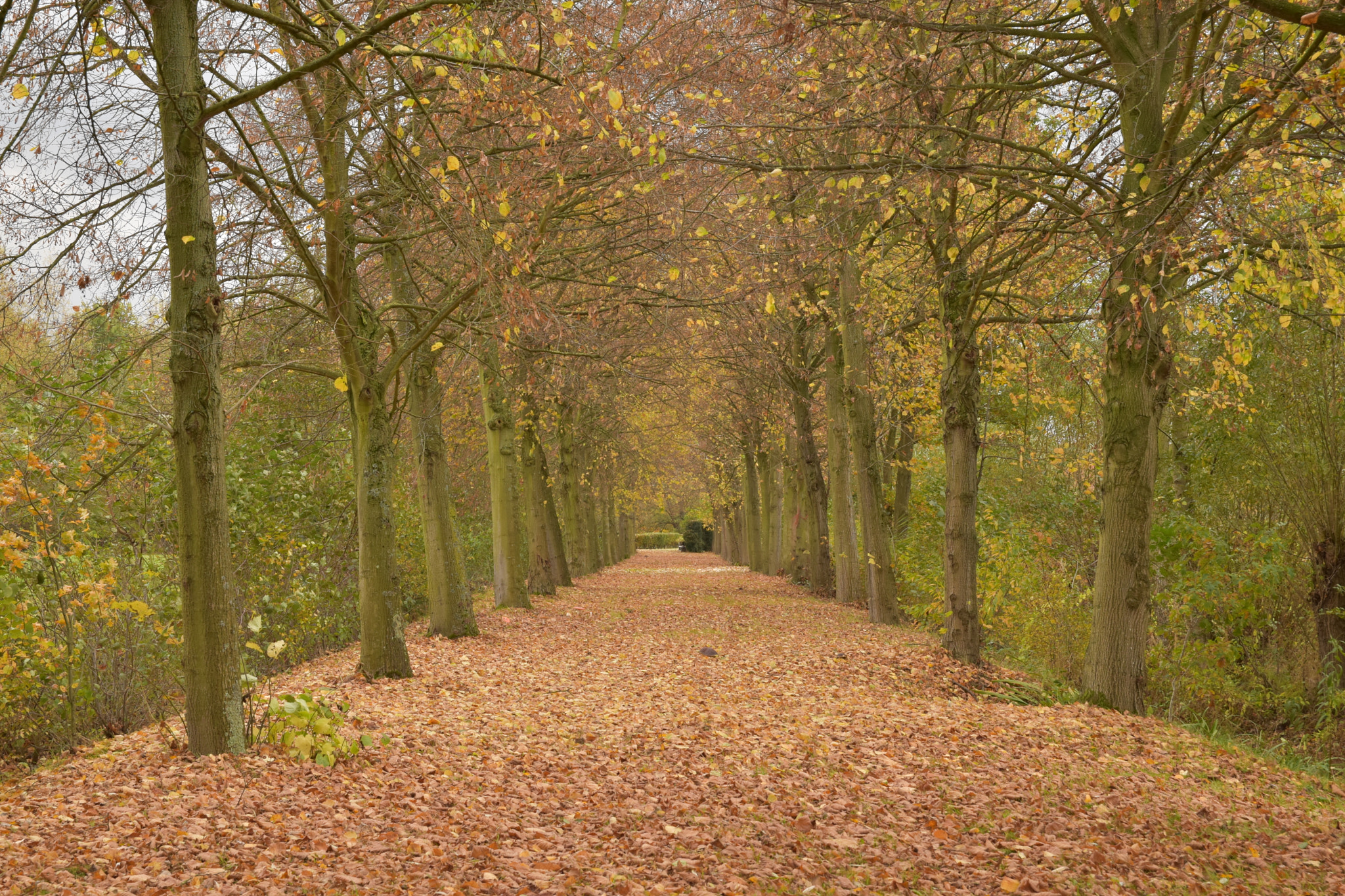 Sigma 17-50mm F2.8 EX DC OS HSM sample photo. Forest lane photography