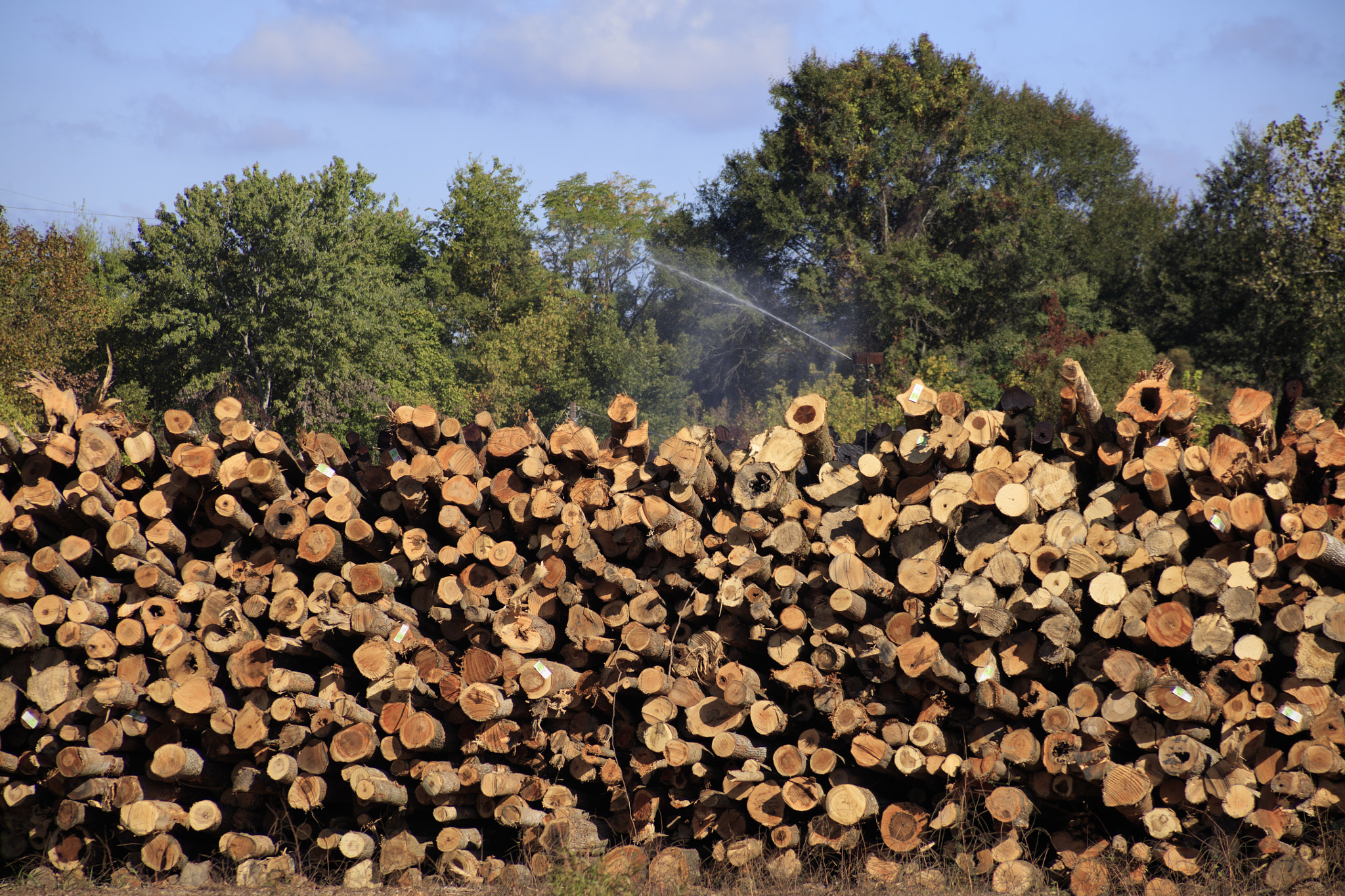 Canon EF 28-200mm F3.5-5.6 USM sample photo. Logging industry meridian mississippi photography