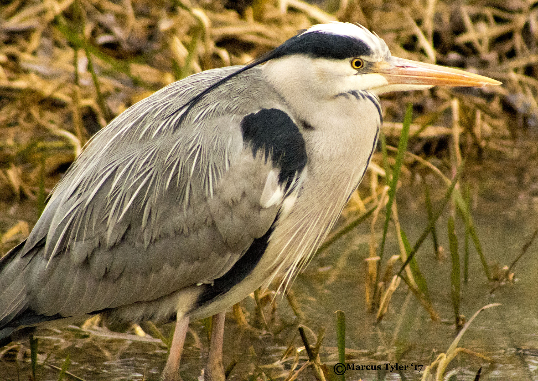 Canon EOS 1300D (EOS Rebel T6 / EOS Kiss X80) + EF75-300mm f/4-5.6 sample photo. Heron photography