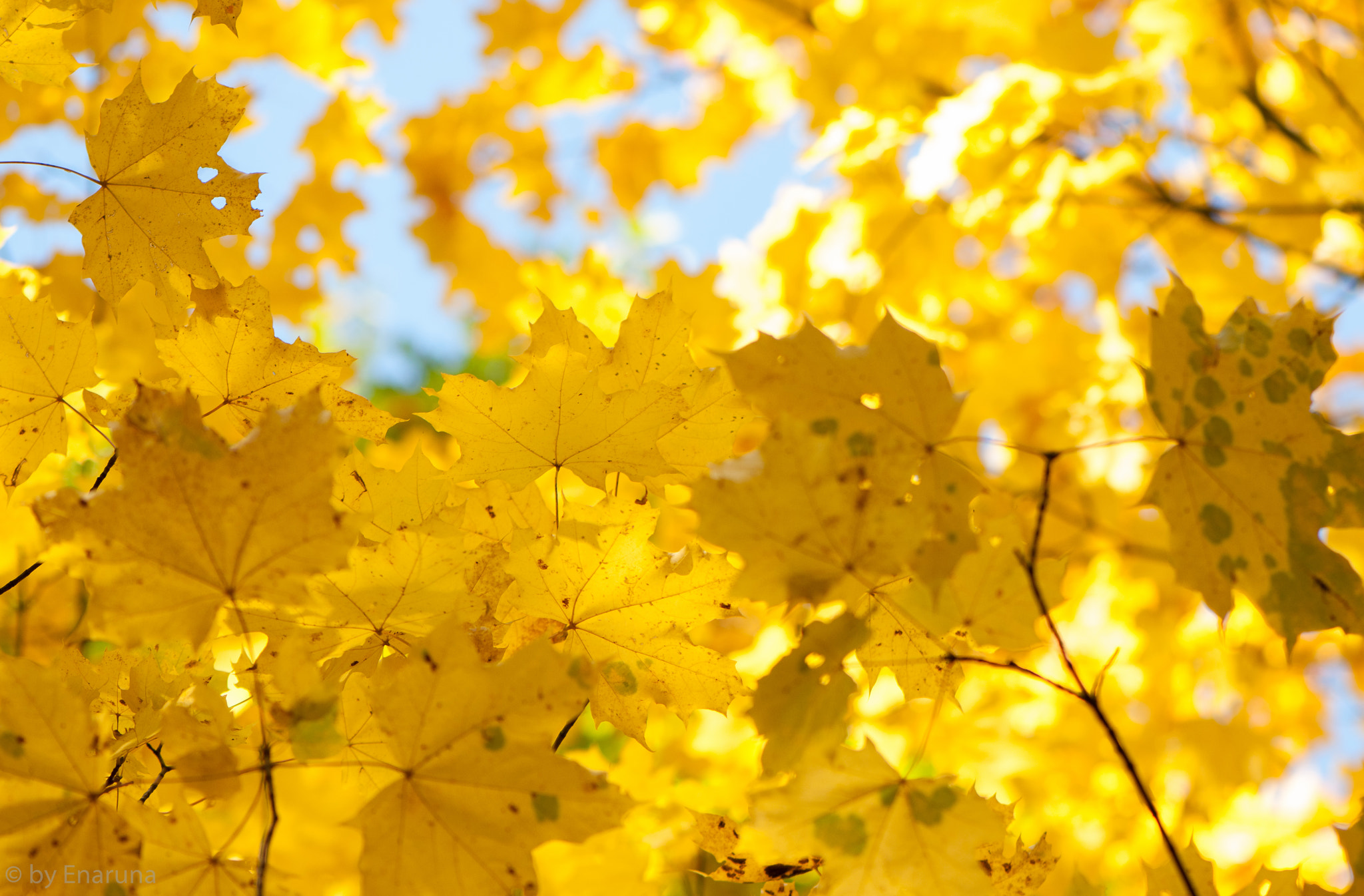 Nikon D300S sample photo. Autumn maple leaves photography