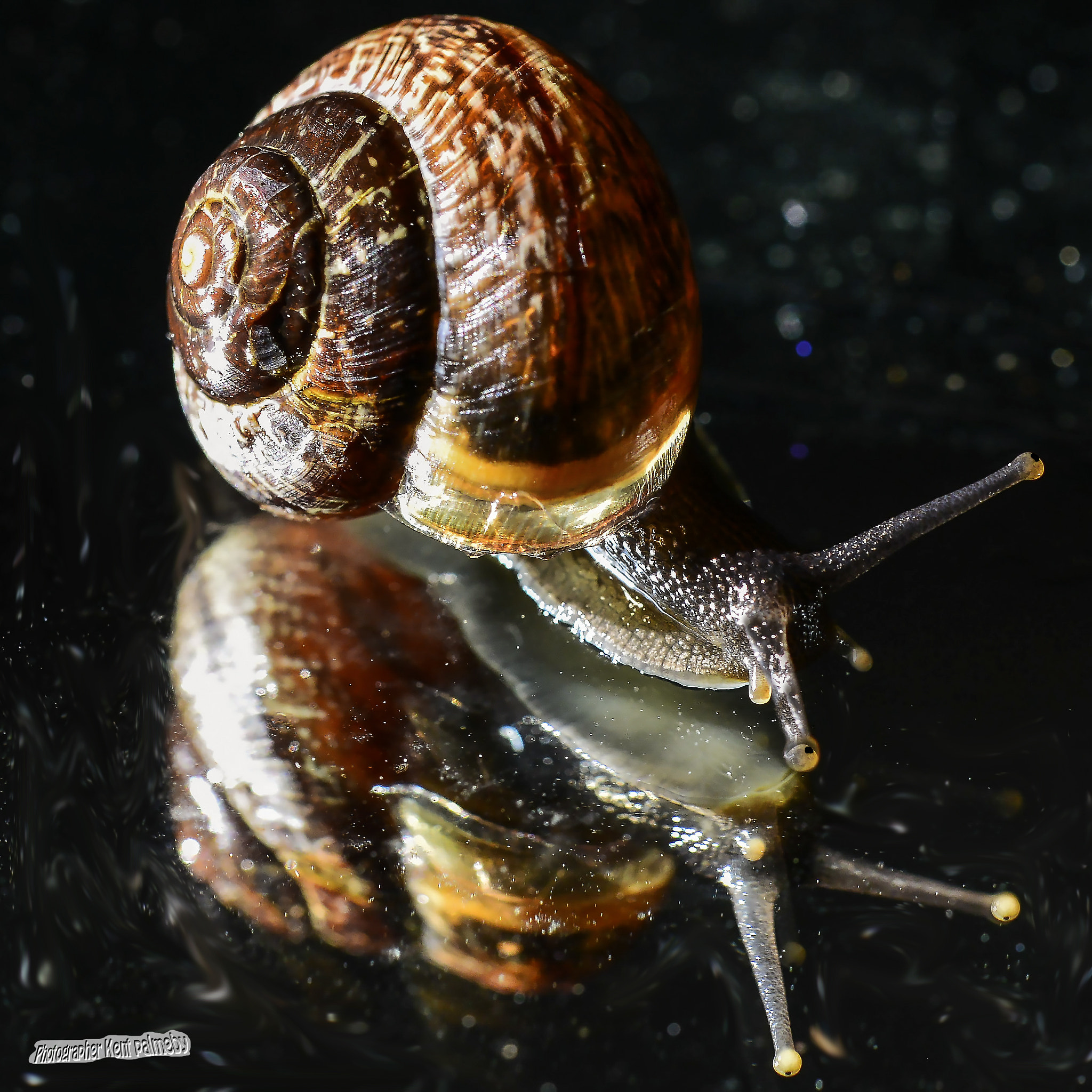 Nikon D800E sample photo. Snail photography