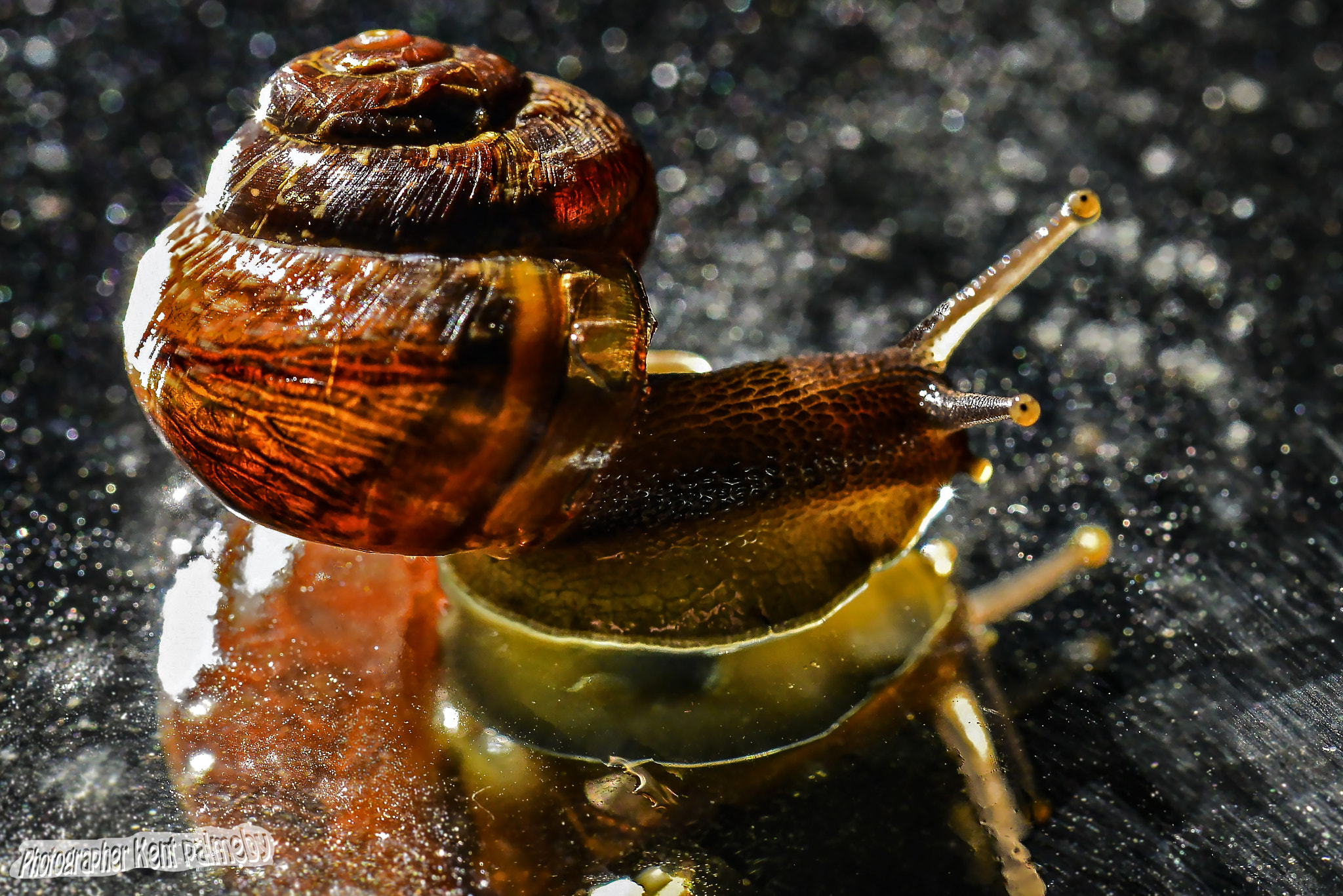 Nikon D800E sample photo. Snail photography
