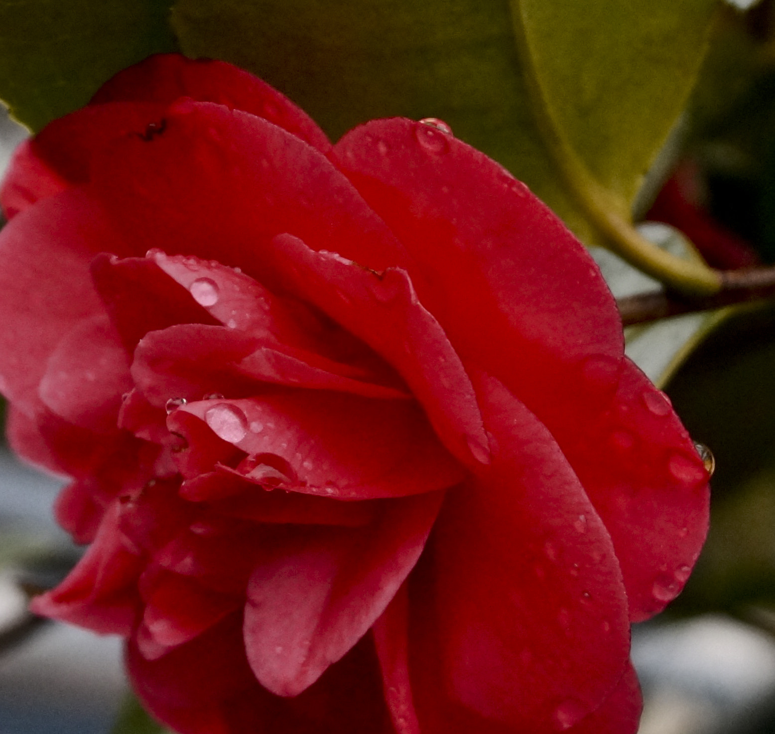 Sony SLT-A58 sample photo. Rose drop photography