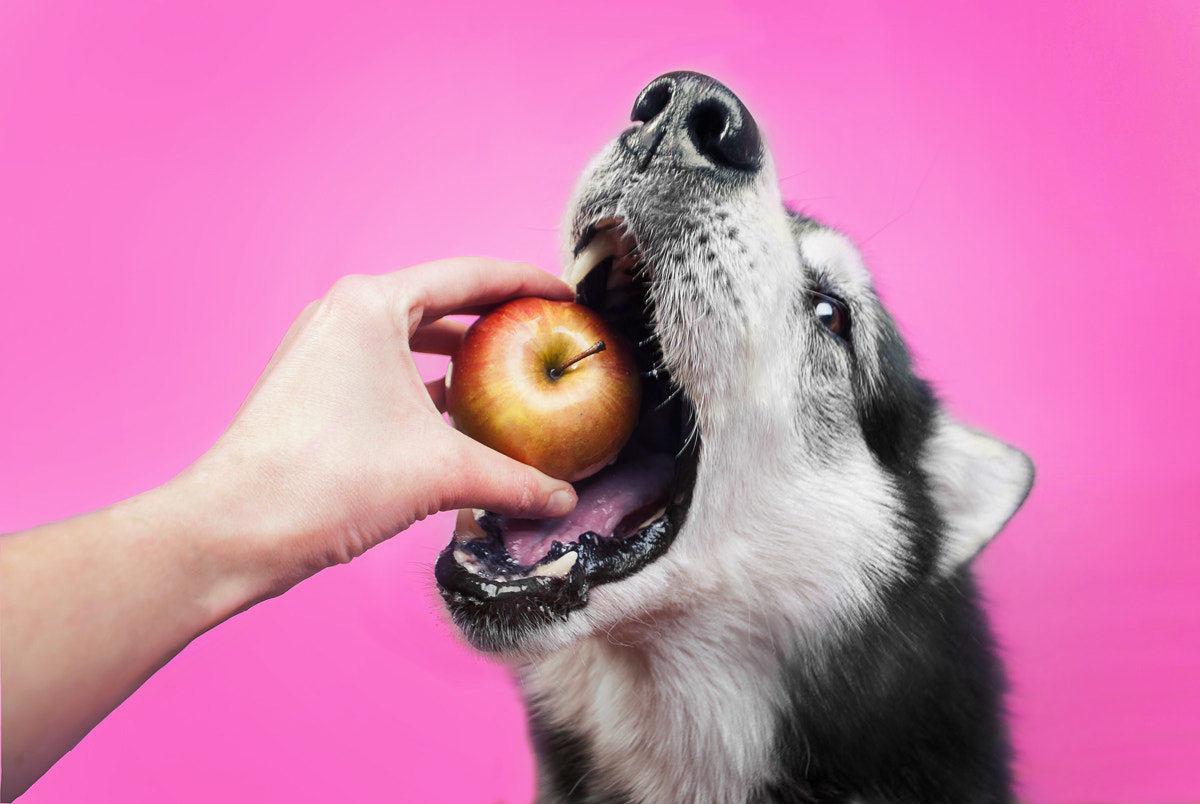 Nikon D700 sample photo. Om nom nom photography